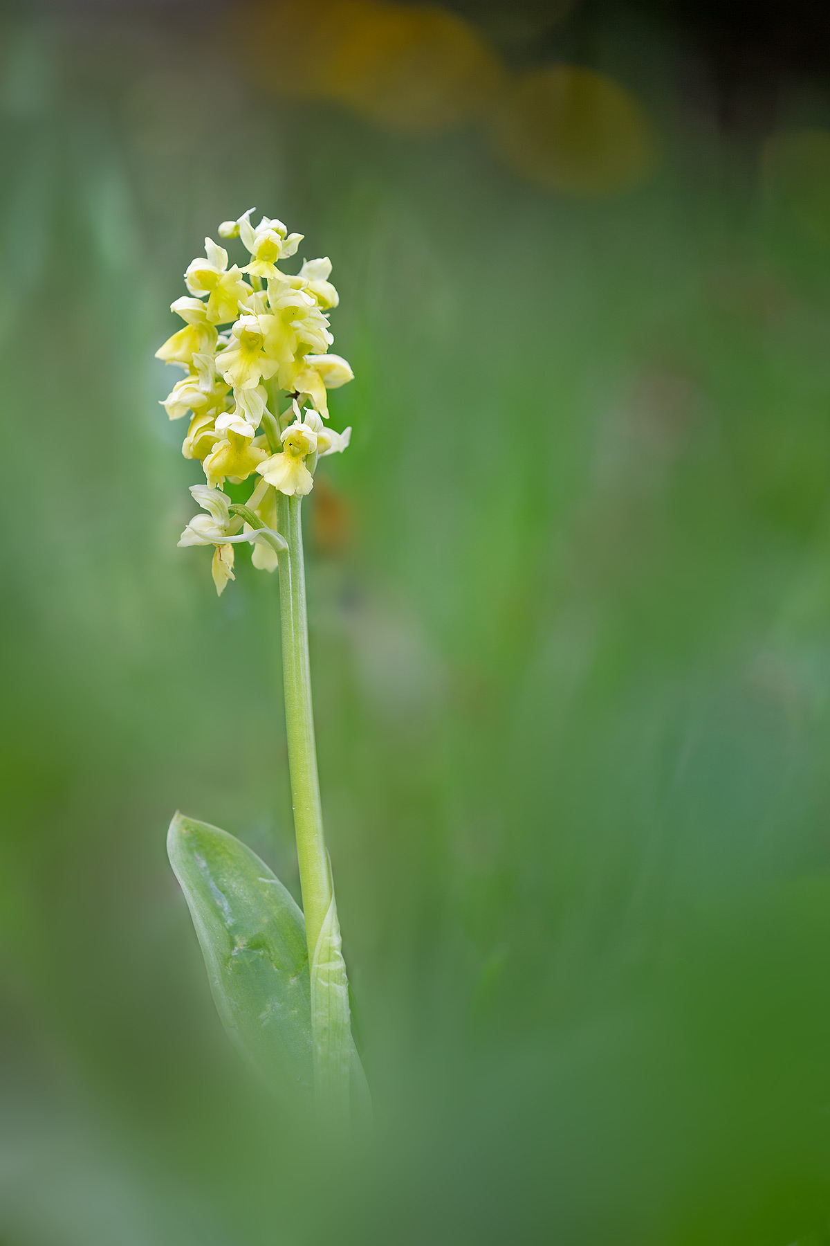 Orchis pallens