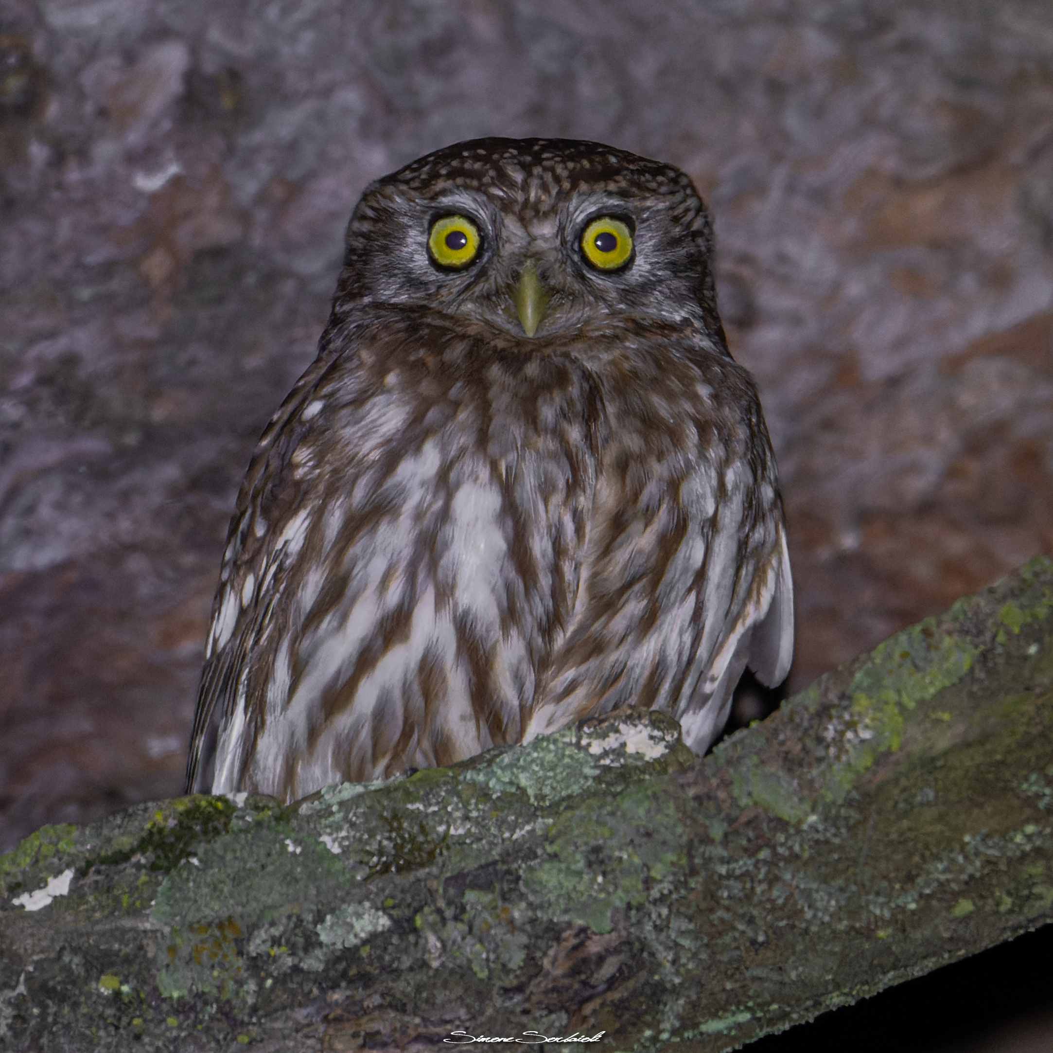 Civetta (Athene nottua)