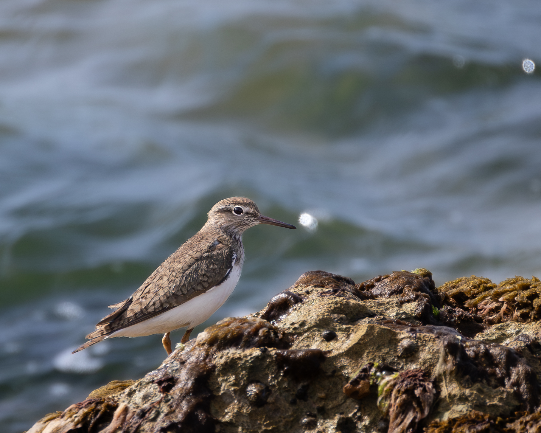Small Sandpiper