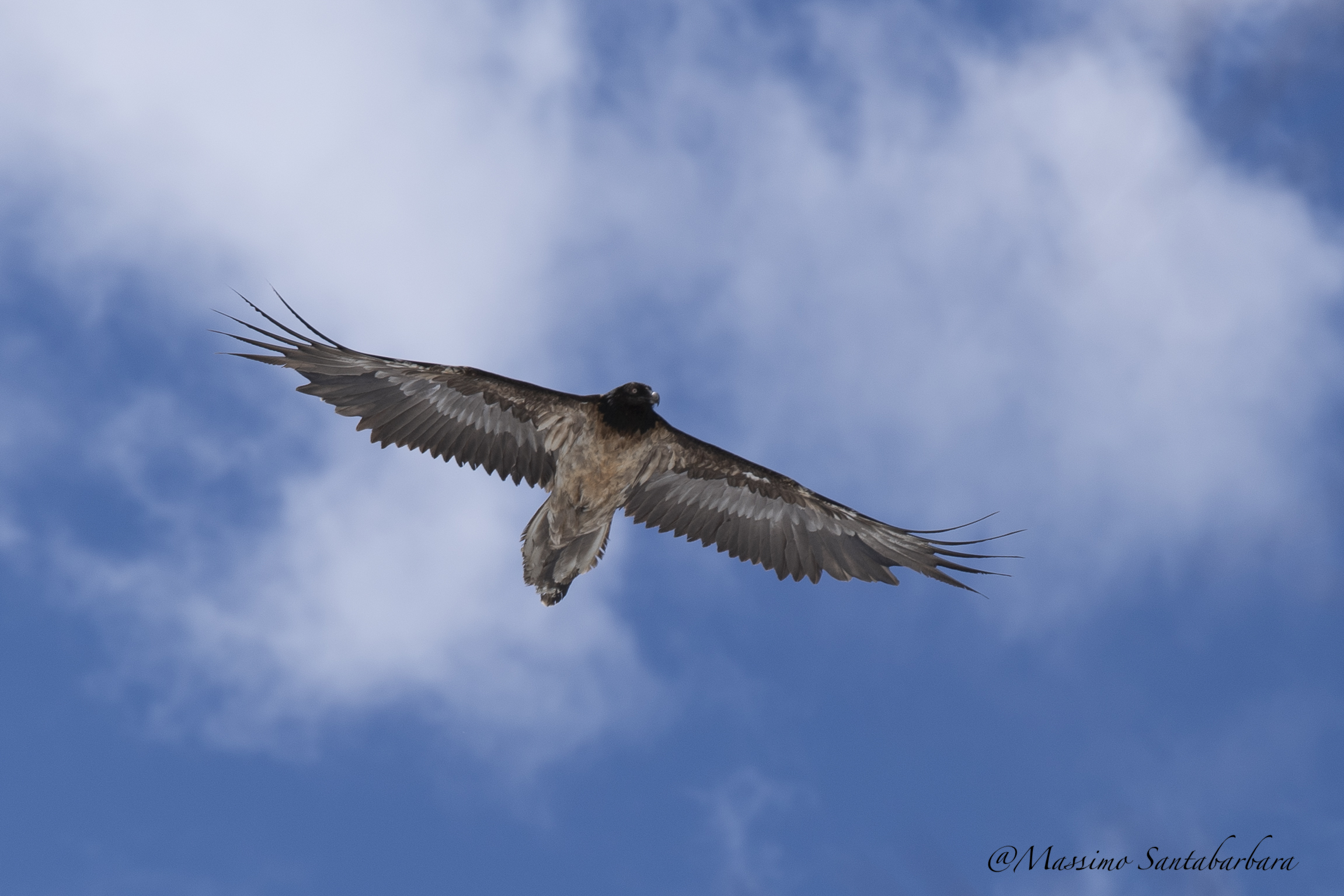 Gipeto Valle D'Aosta