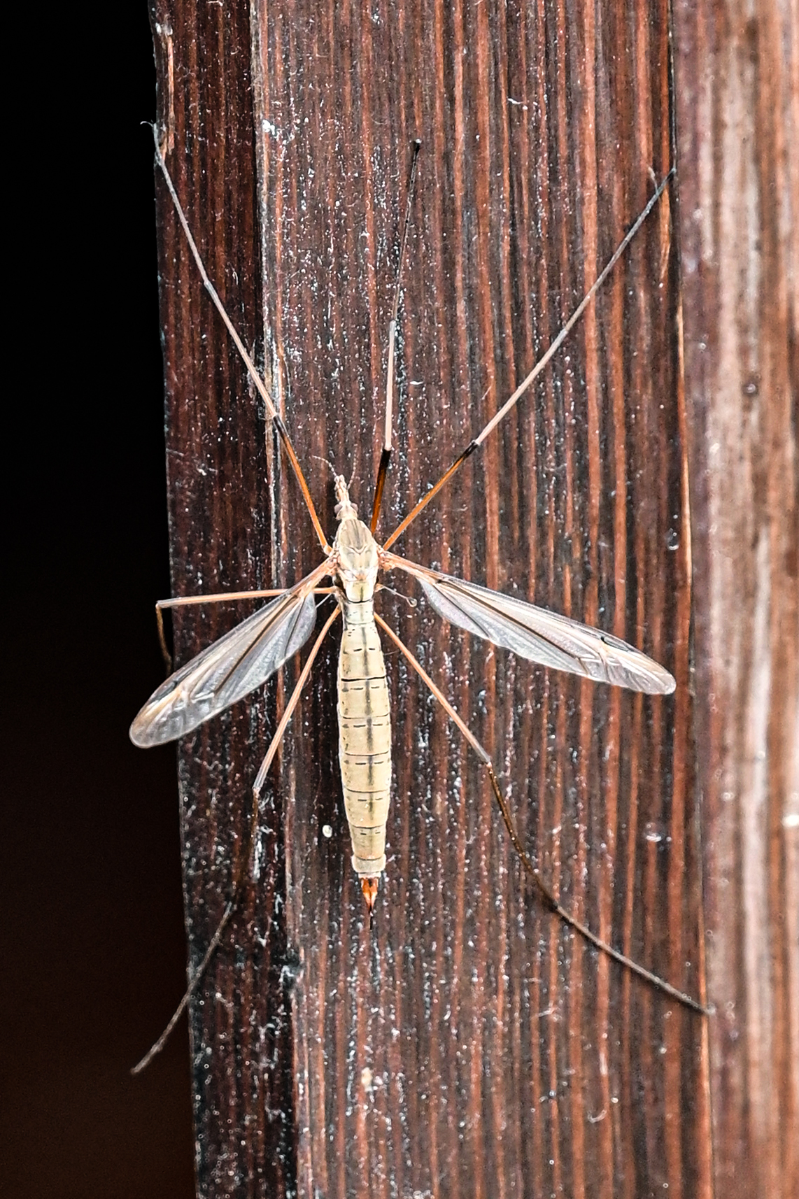 Daddy longlegs