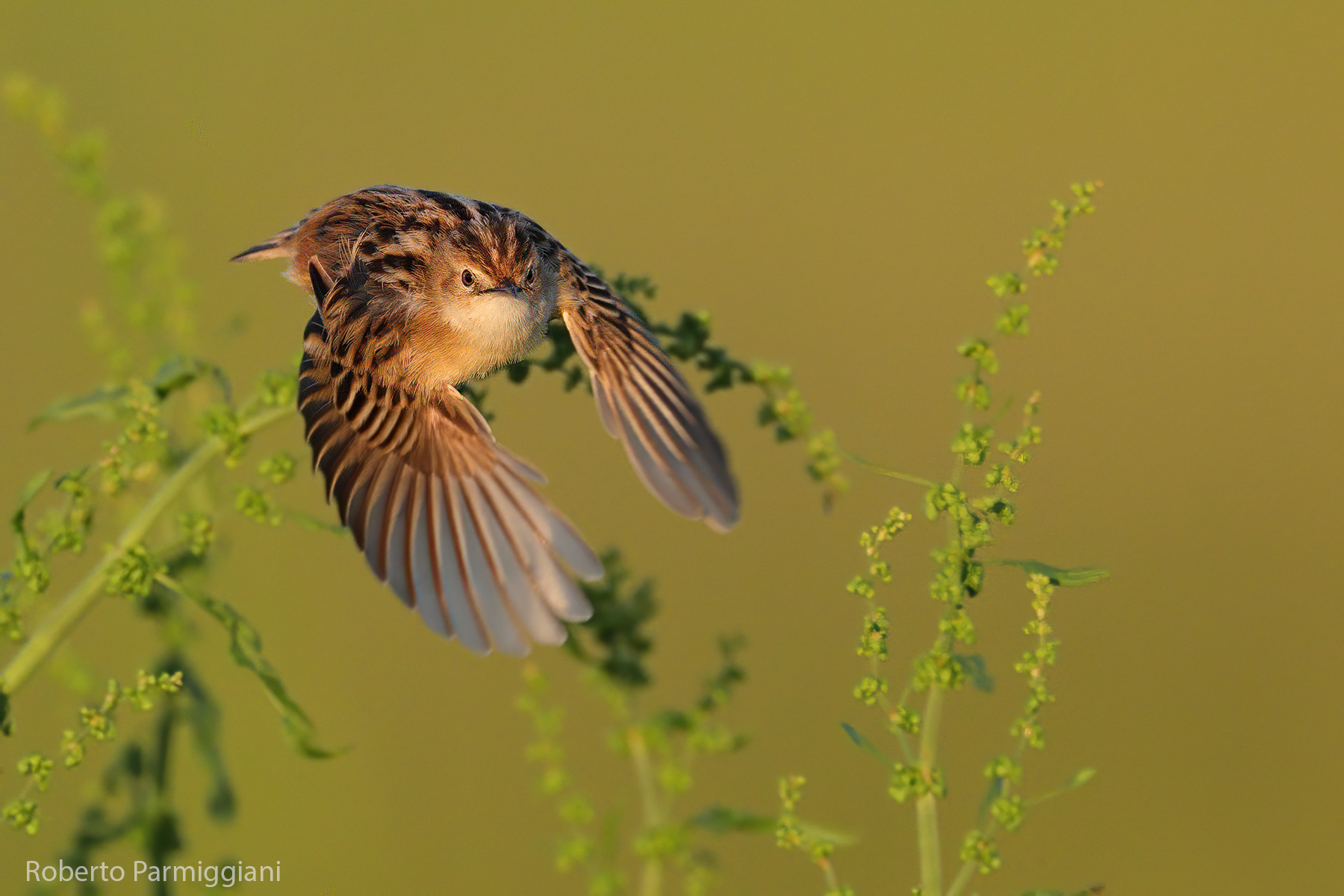 Beccamoschino, lo stacco