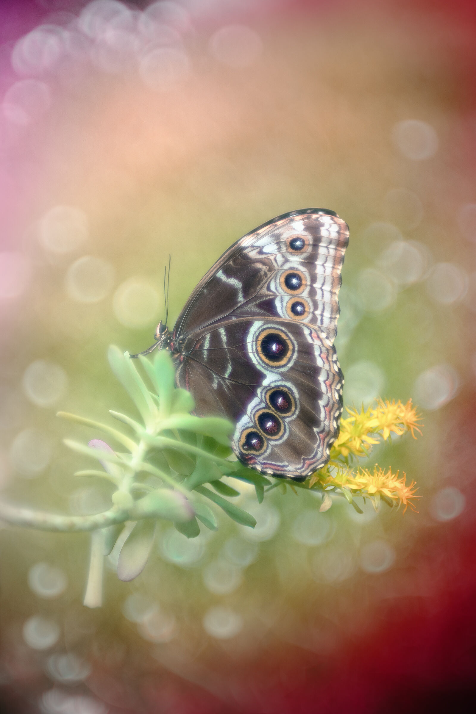 Morpho helenor