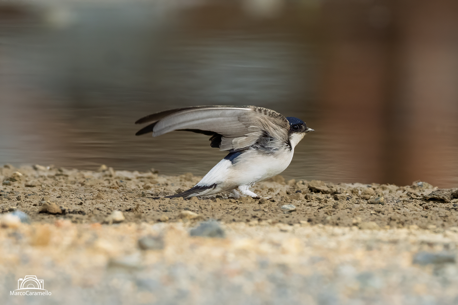 house martin