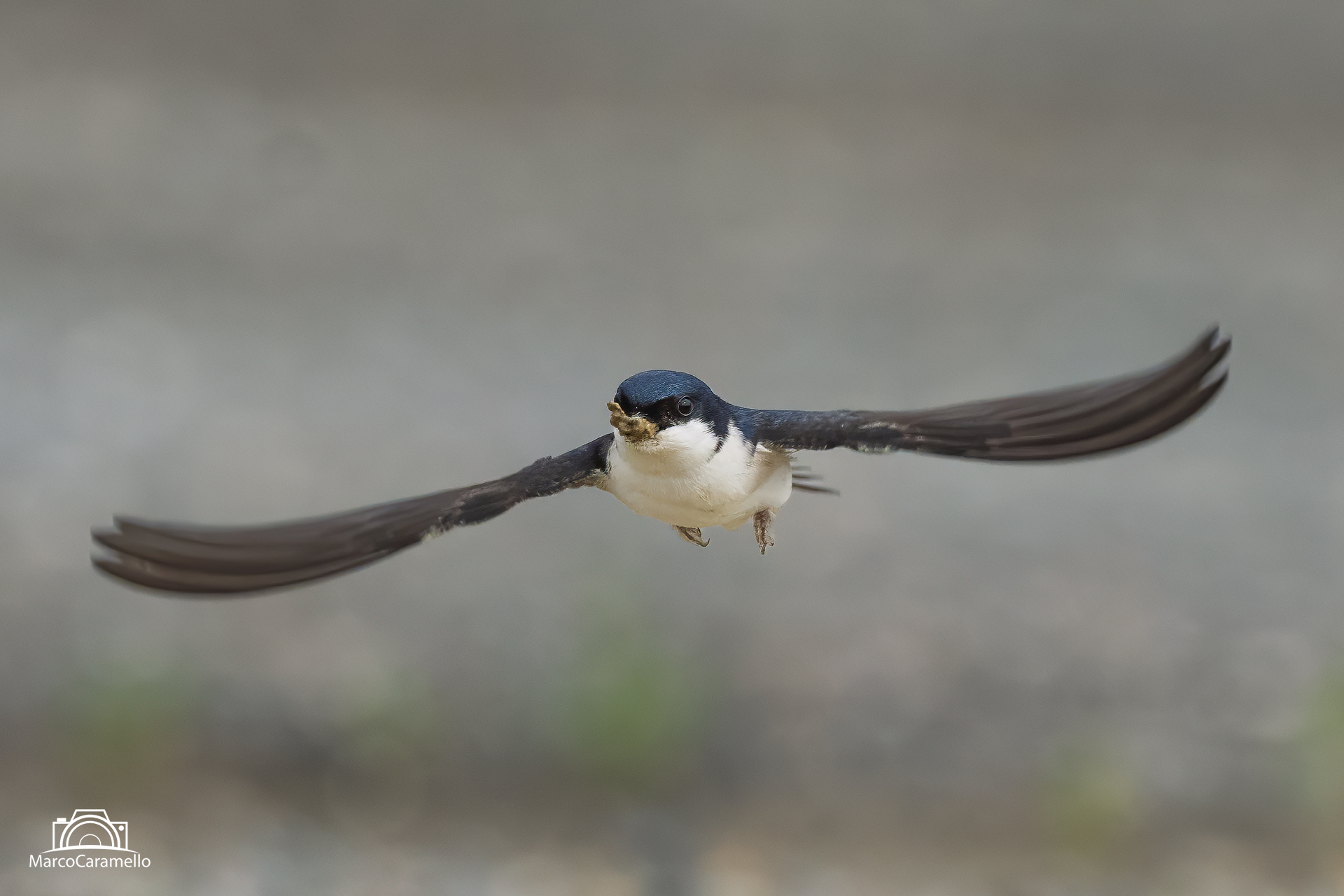 house martin