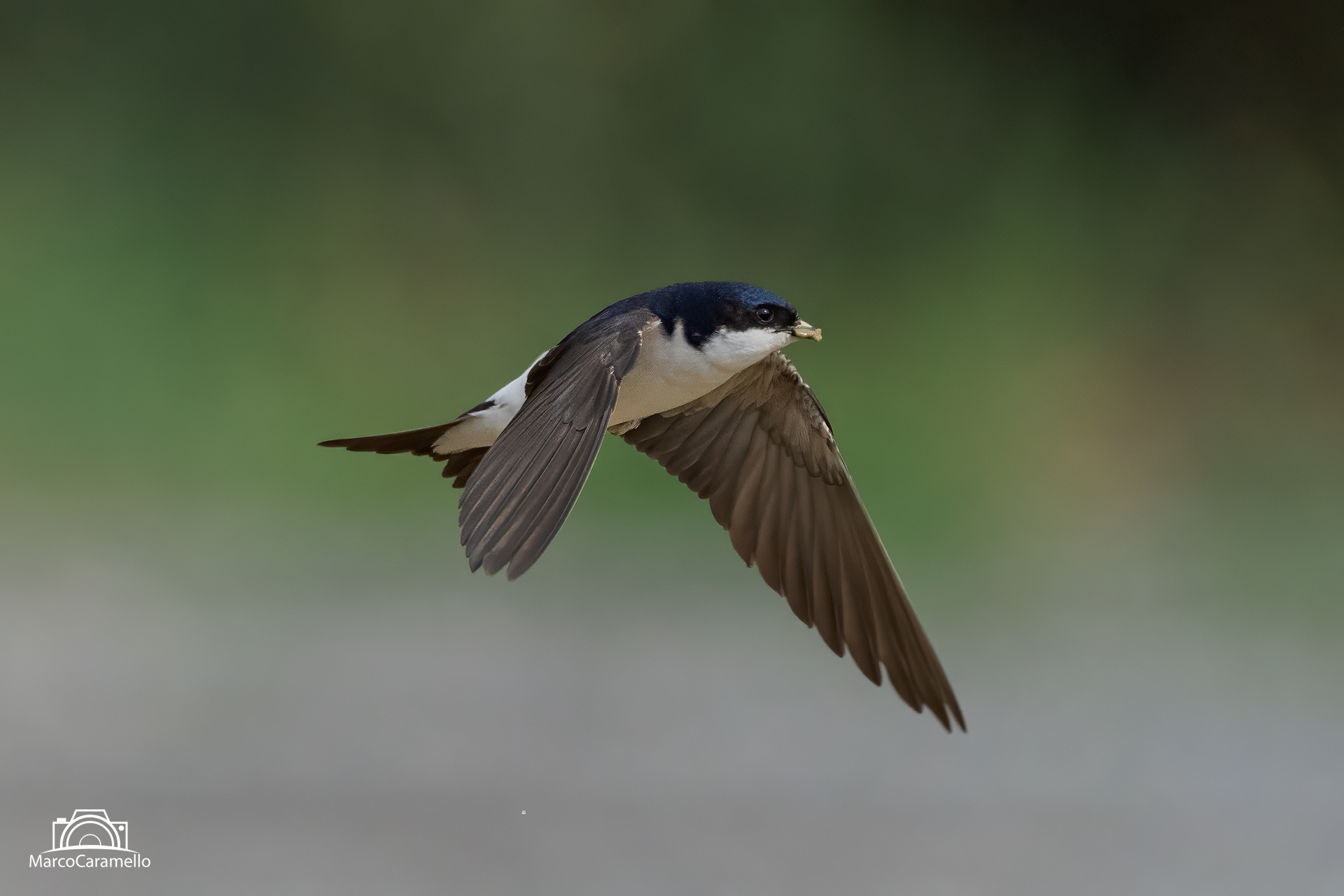 house martin
