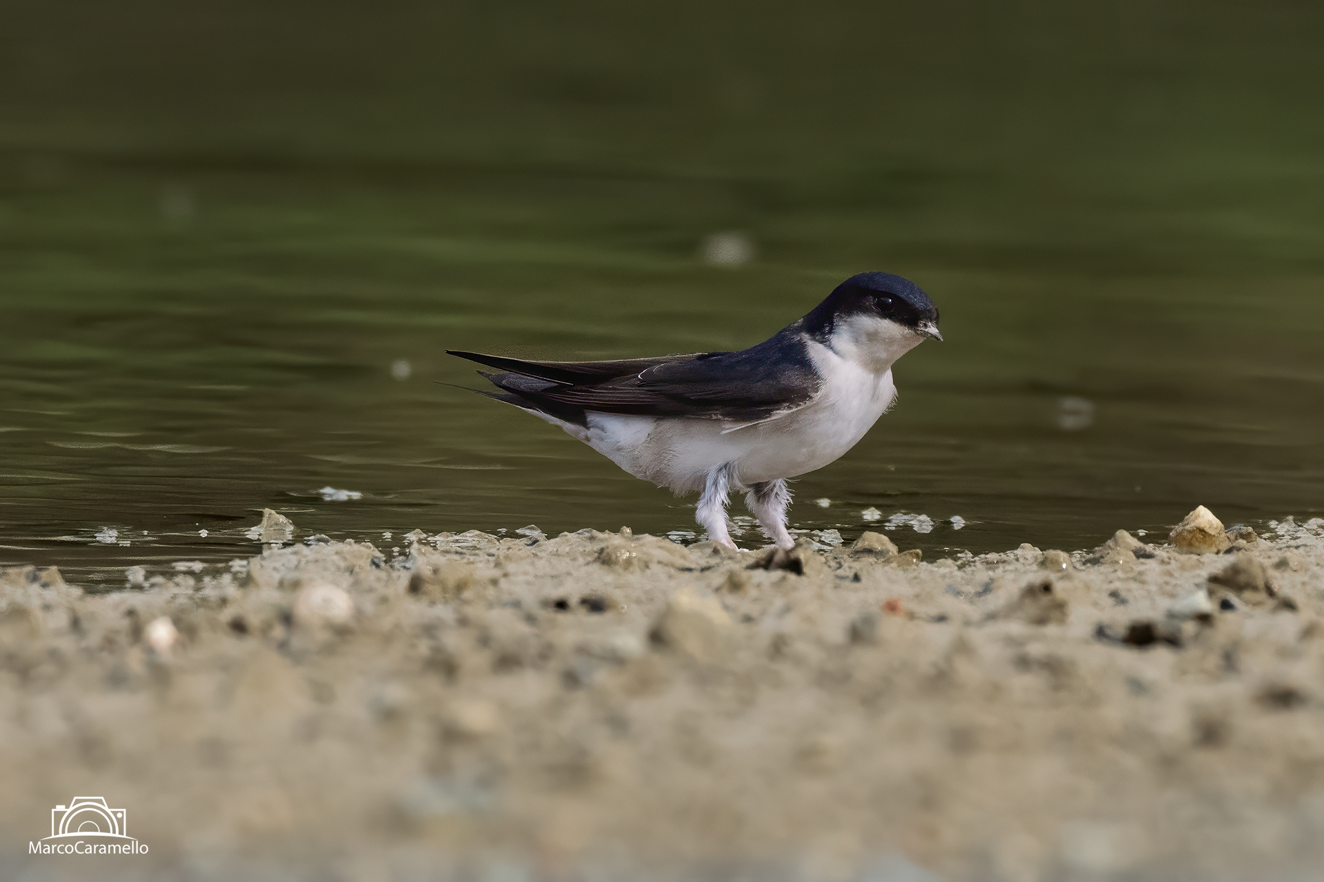house martin