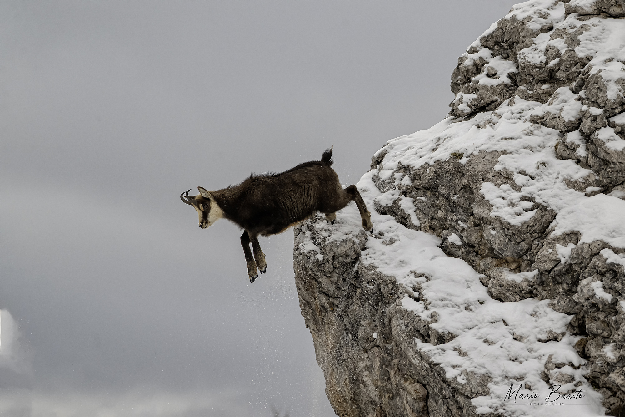 chamois
