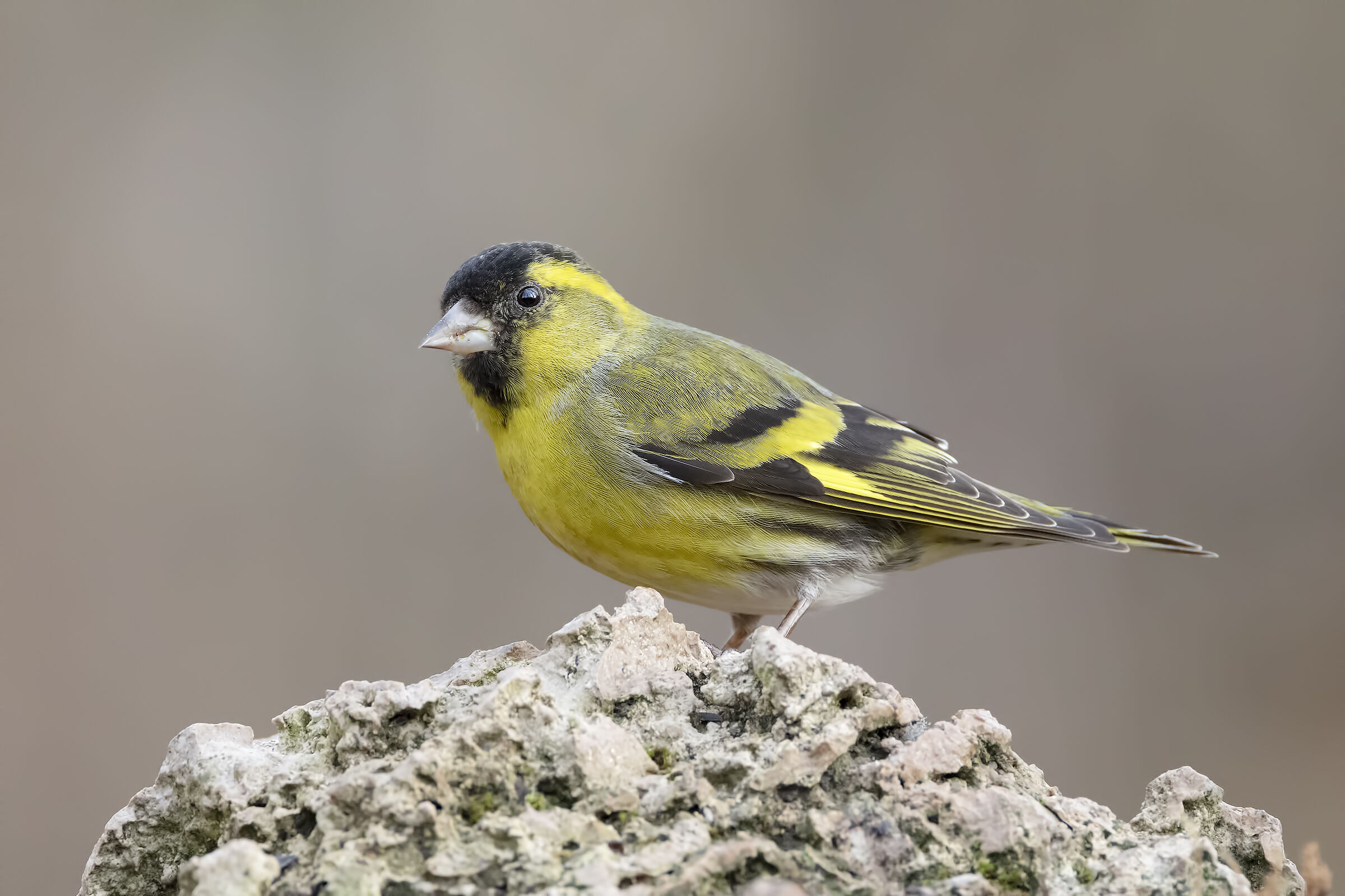 Siskin(m)