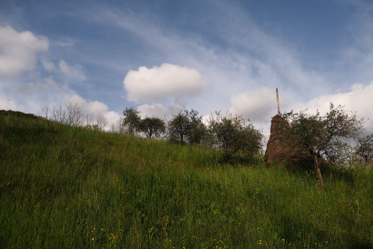 L'erba verde sulla collina