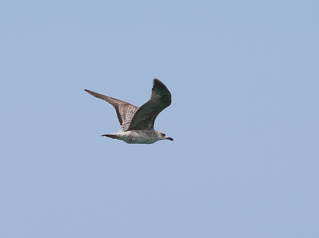 gull
