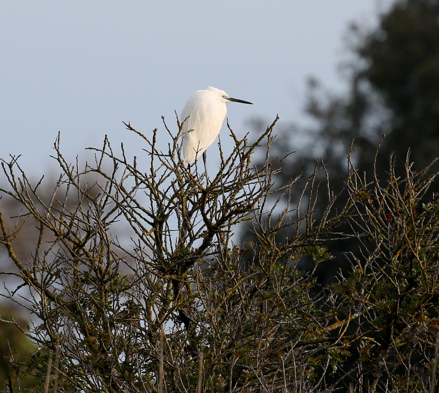 Egret Egret