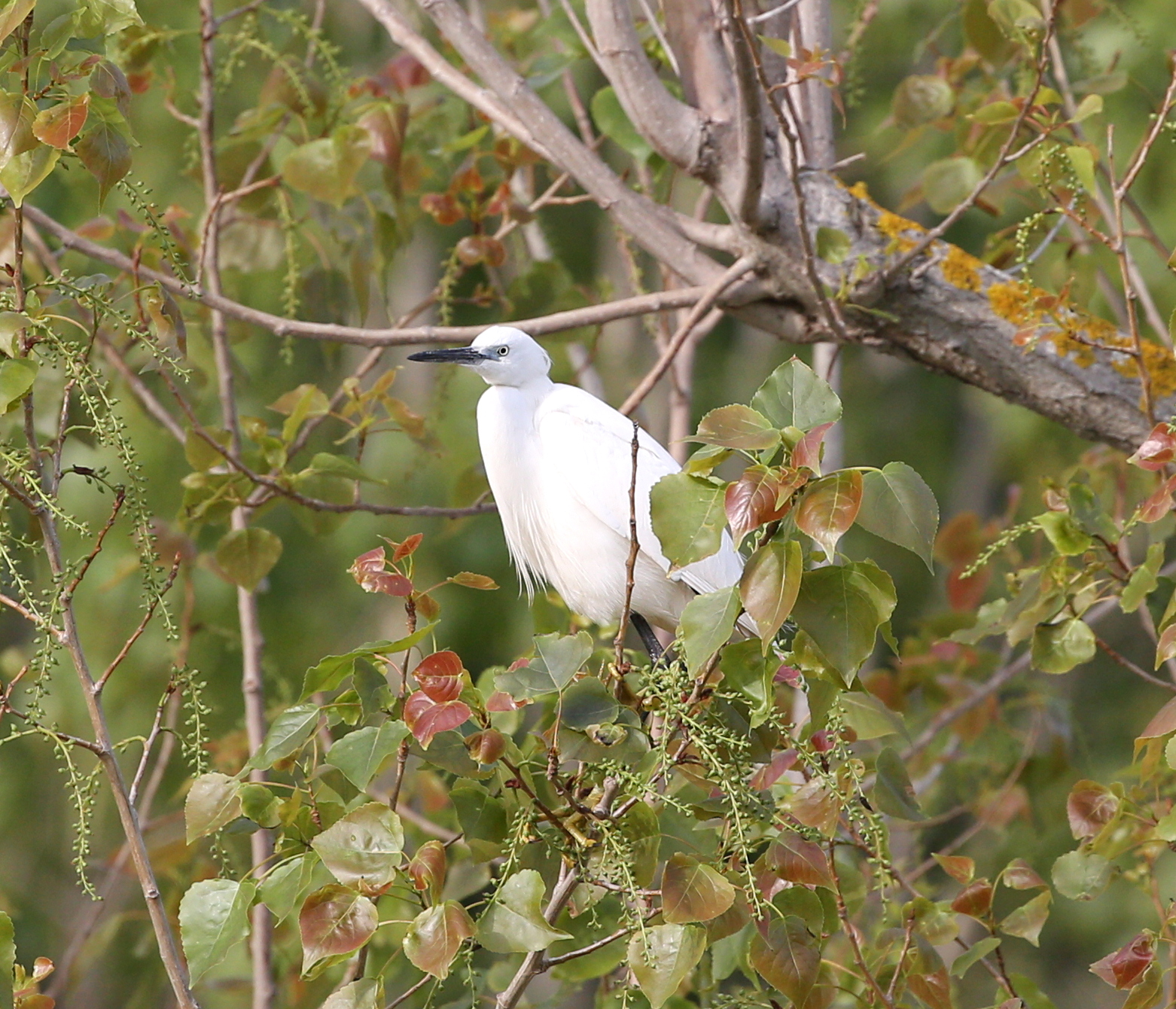 Egret Egret
