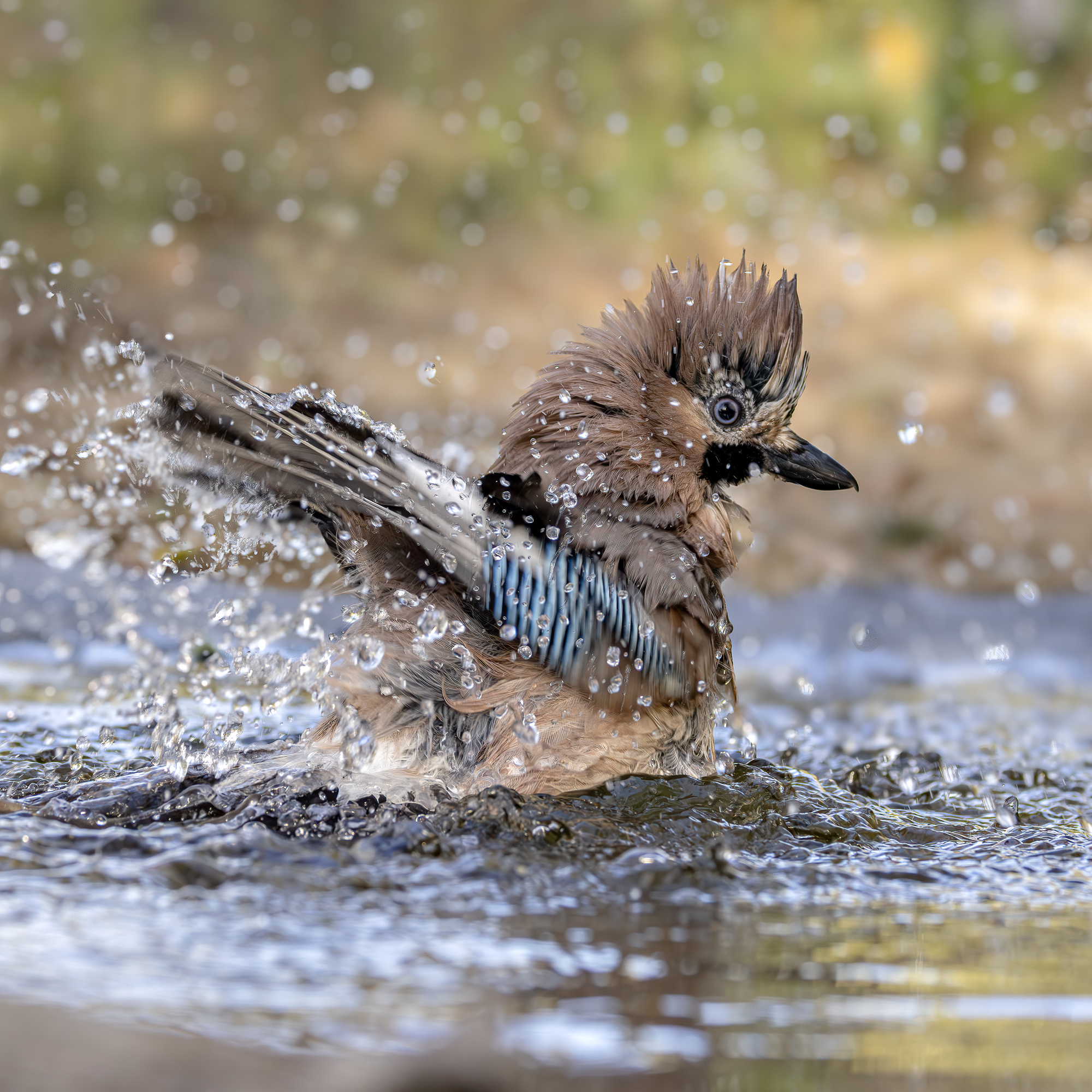 Jay in the bath