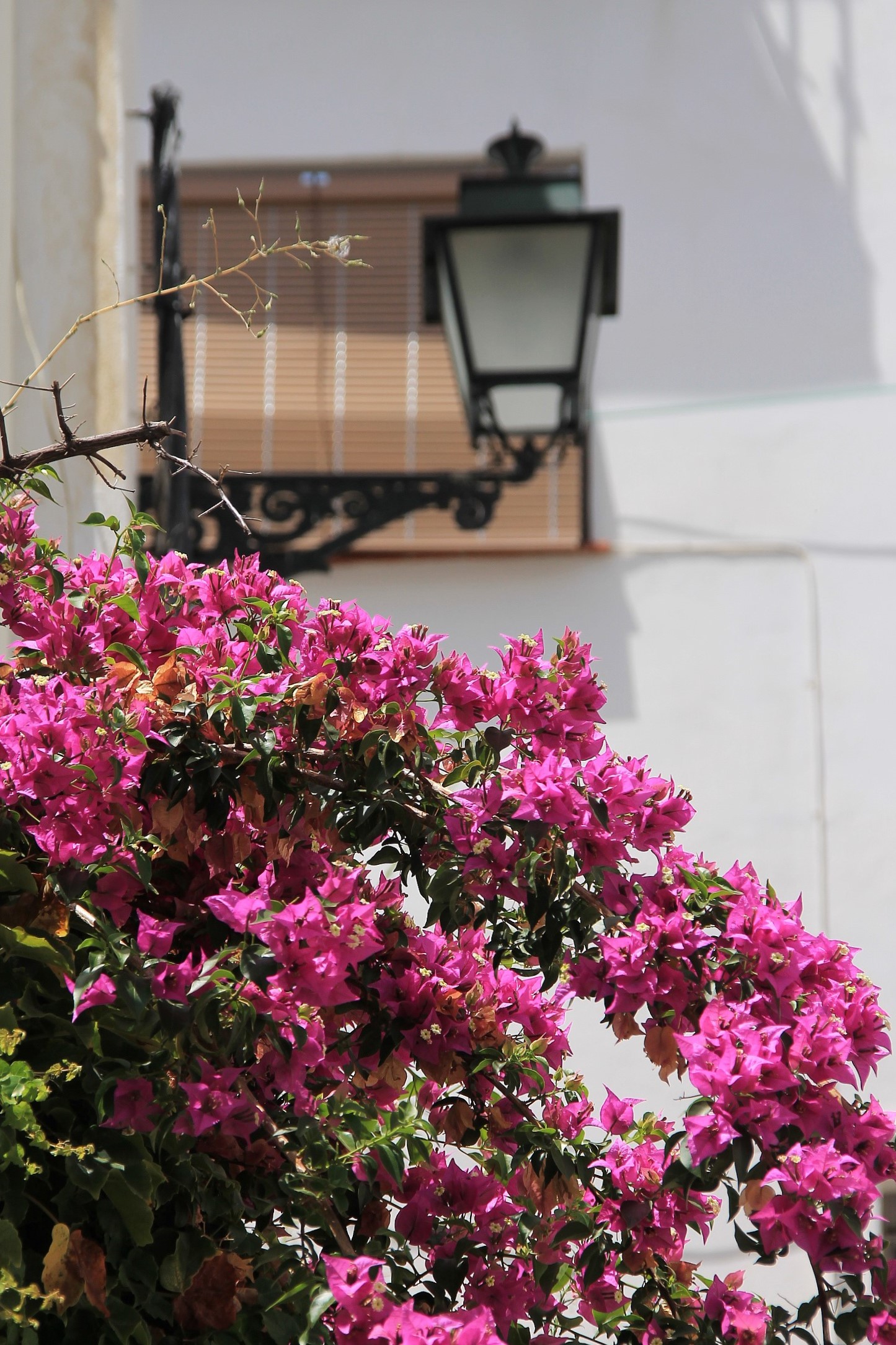 Bougainvilla iberica