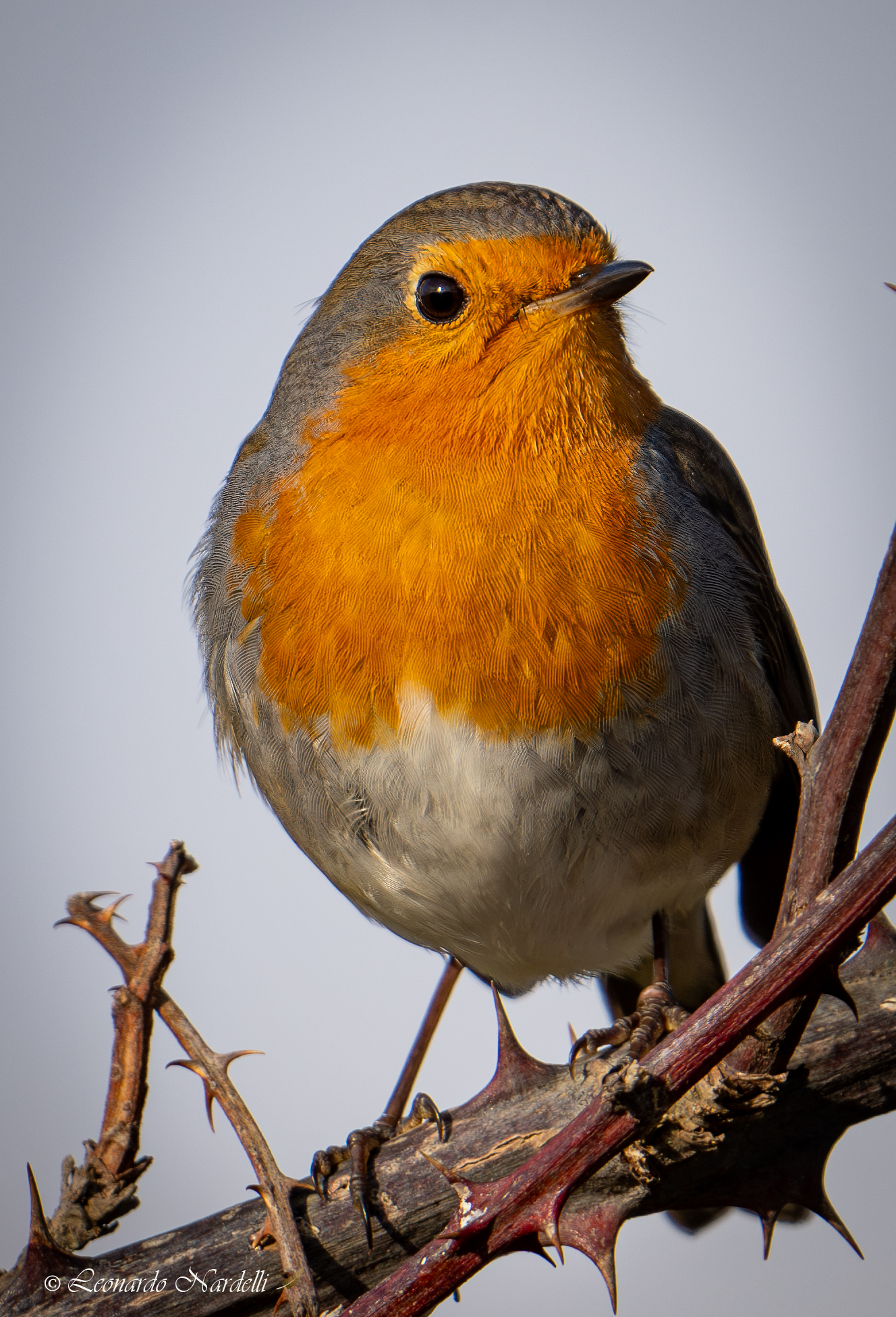 Robin