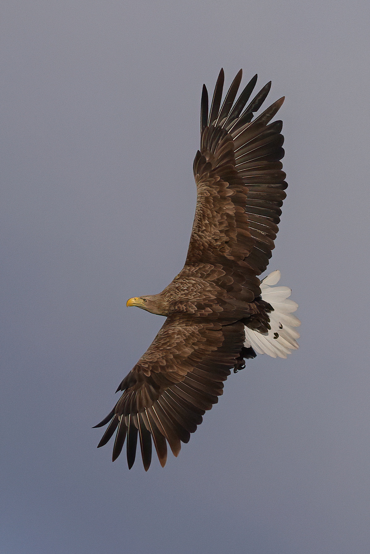 Sea Eagle