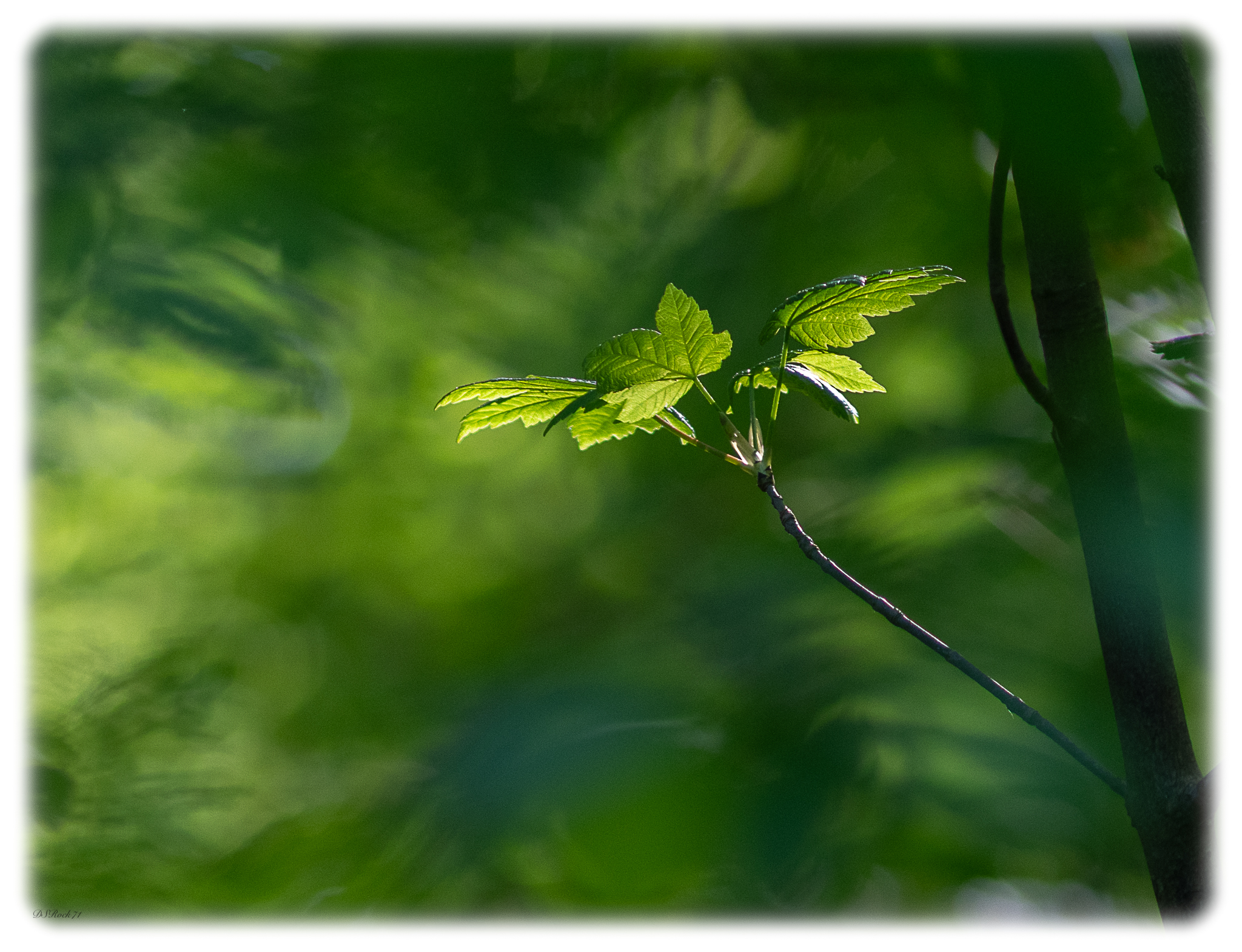 Nel bosco color smeraldo