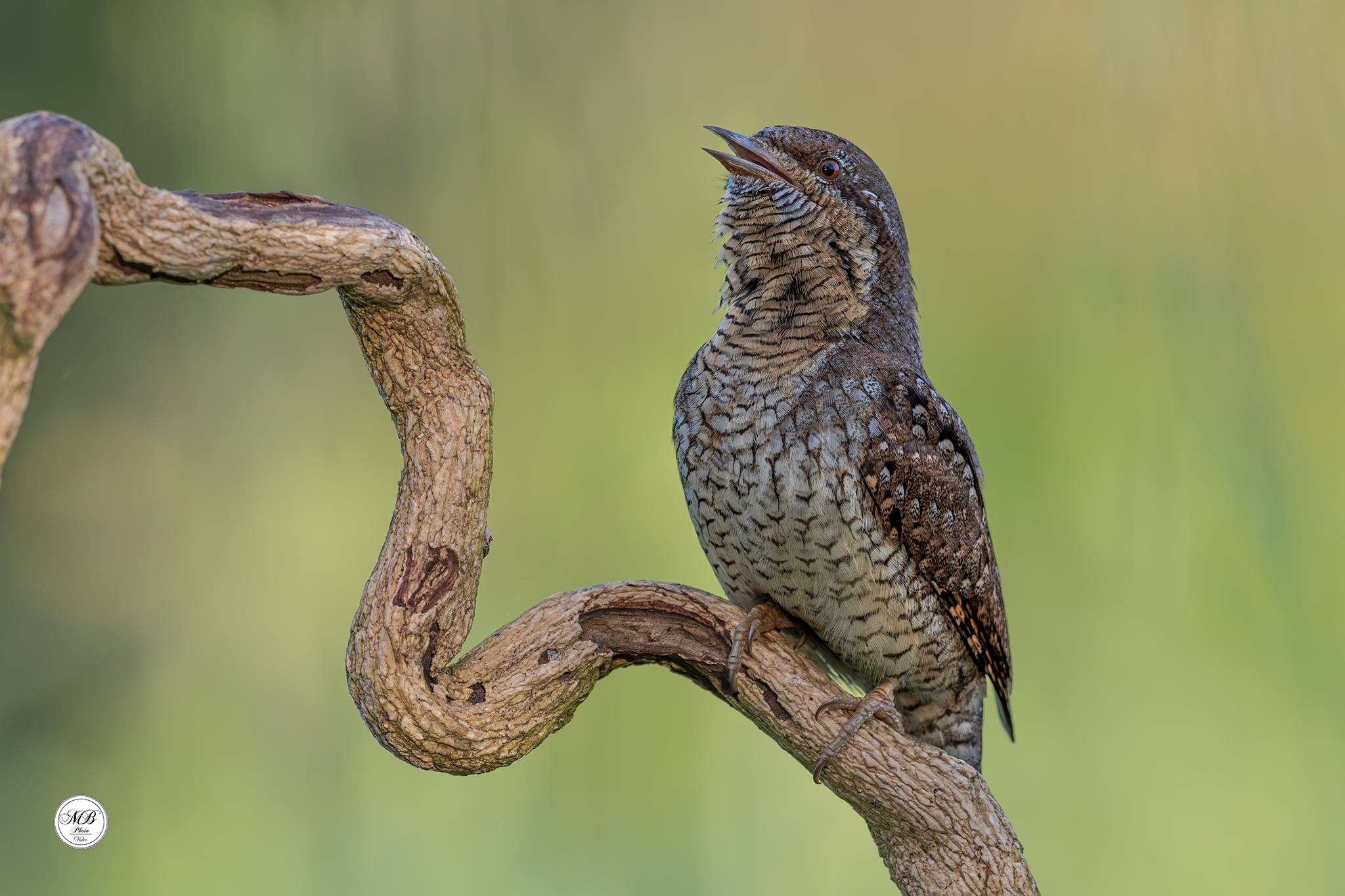 Wryneck