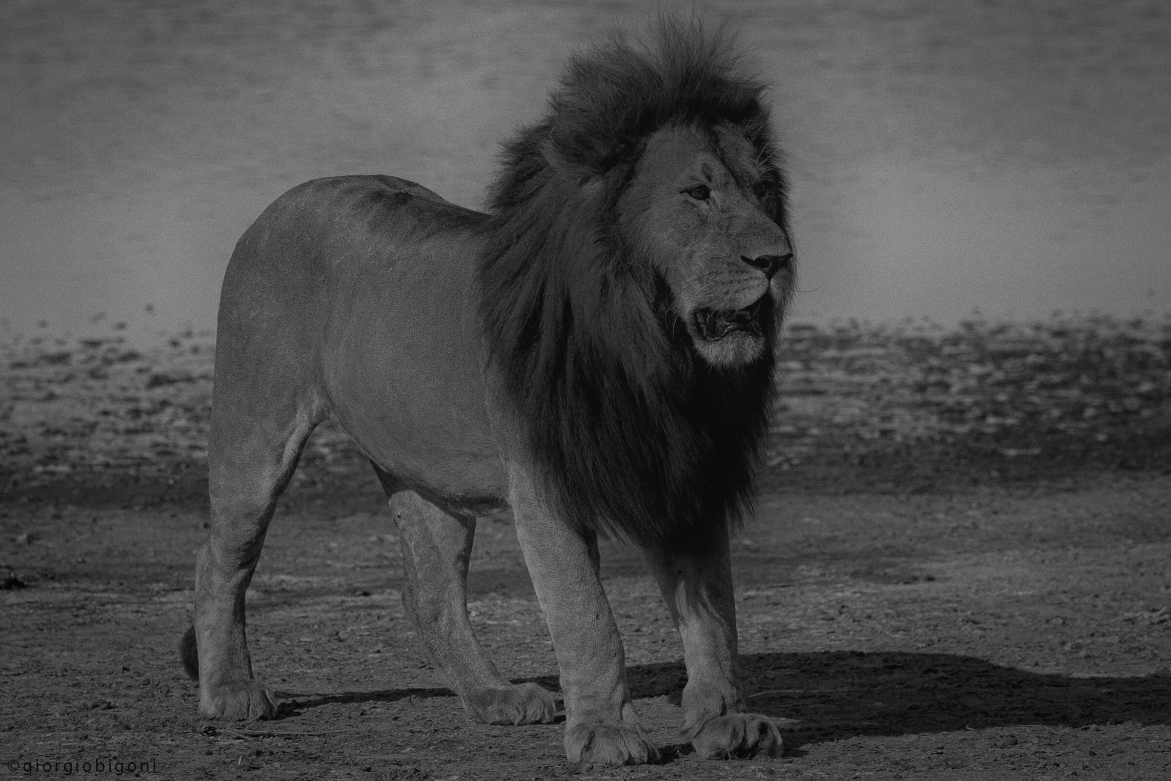 Lion