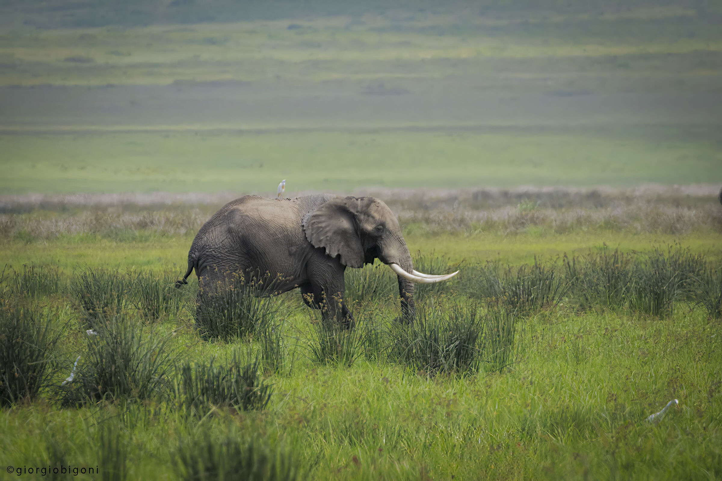 Elephant