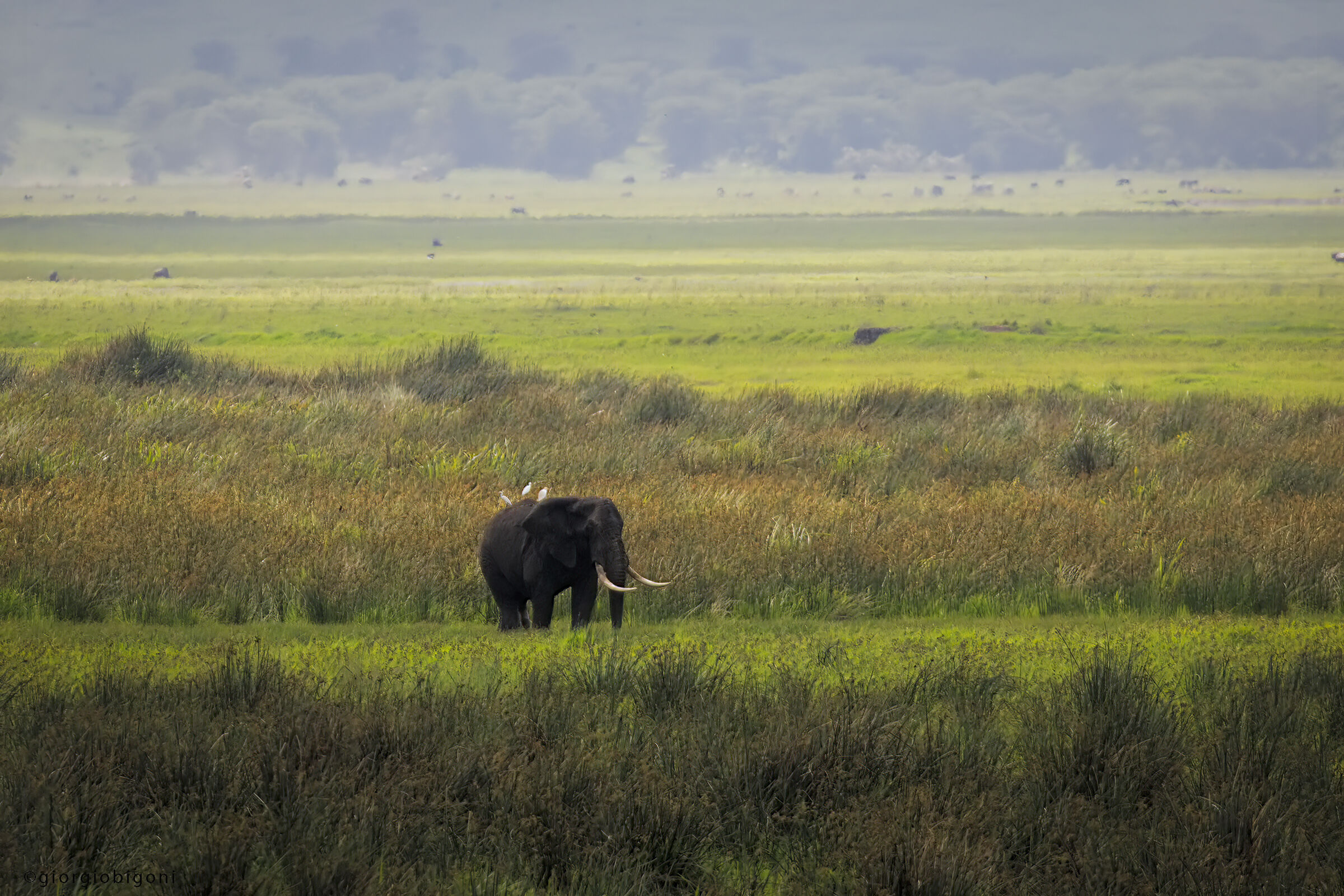 Elephant