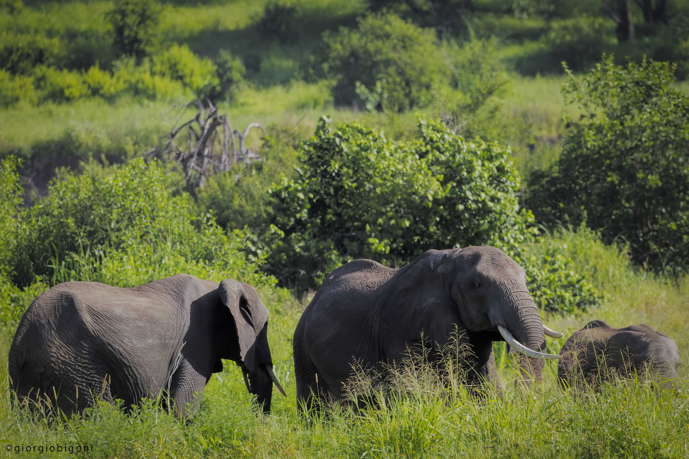 Elephant
