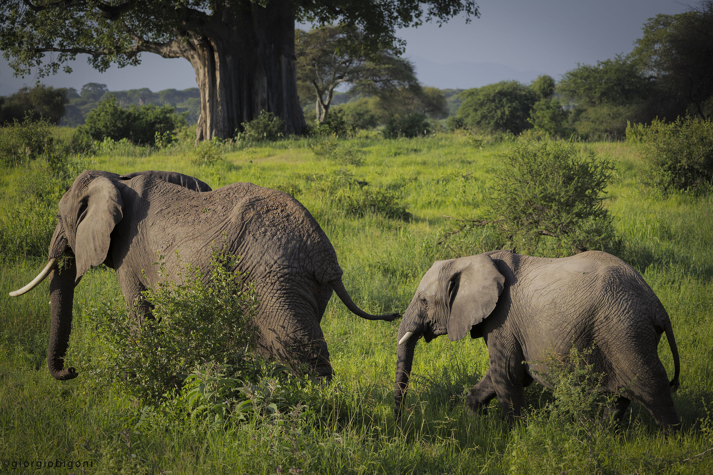 Elephants