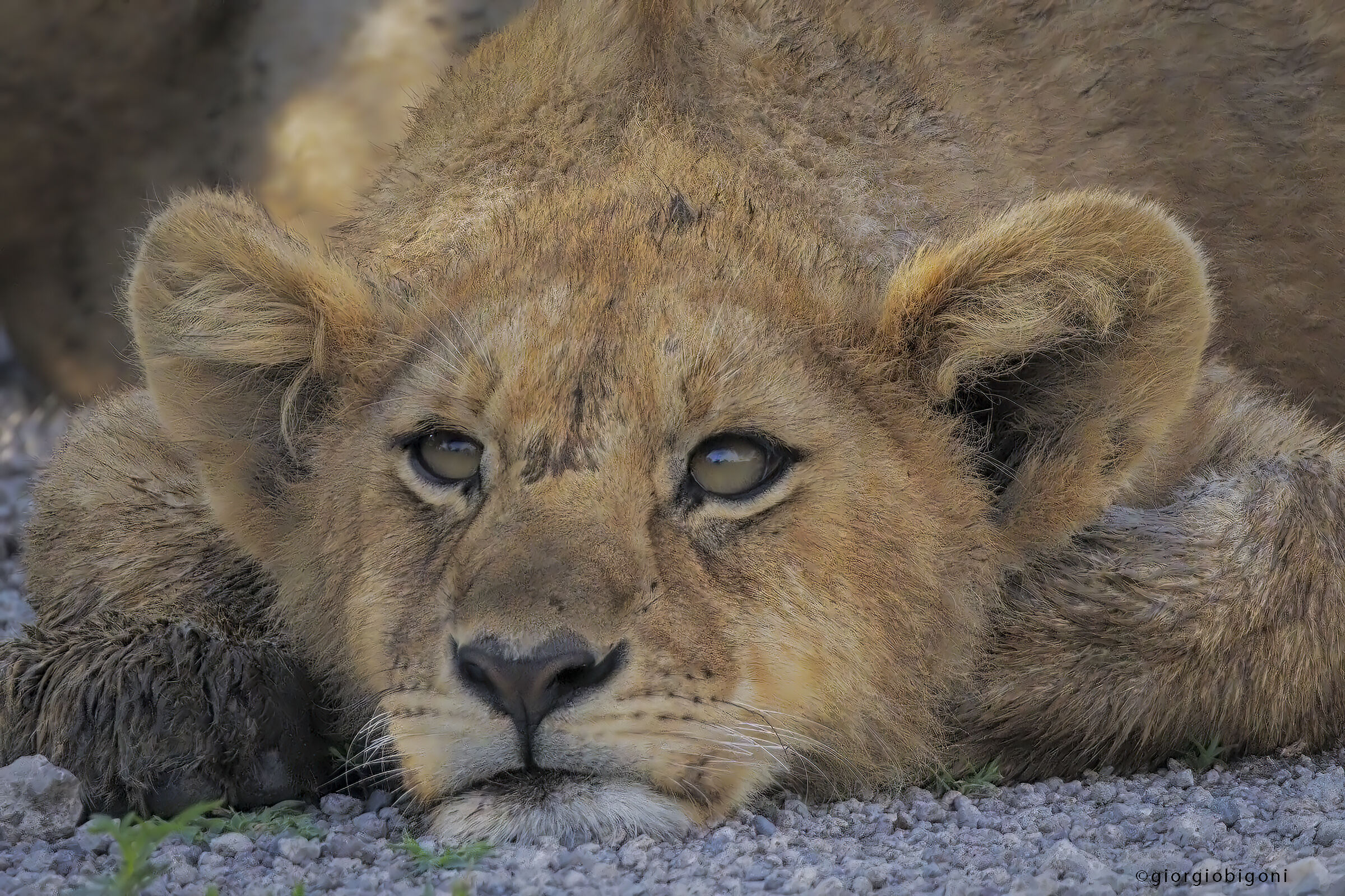 Lion