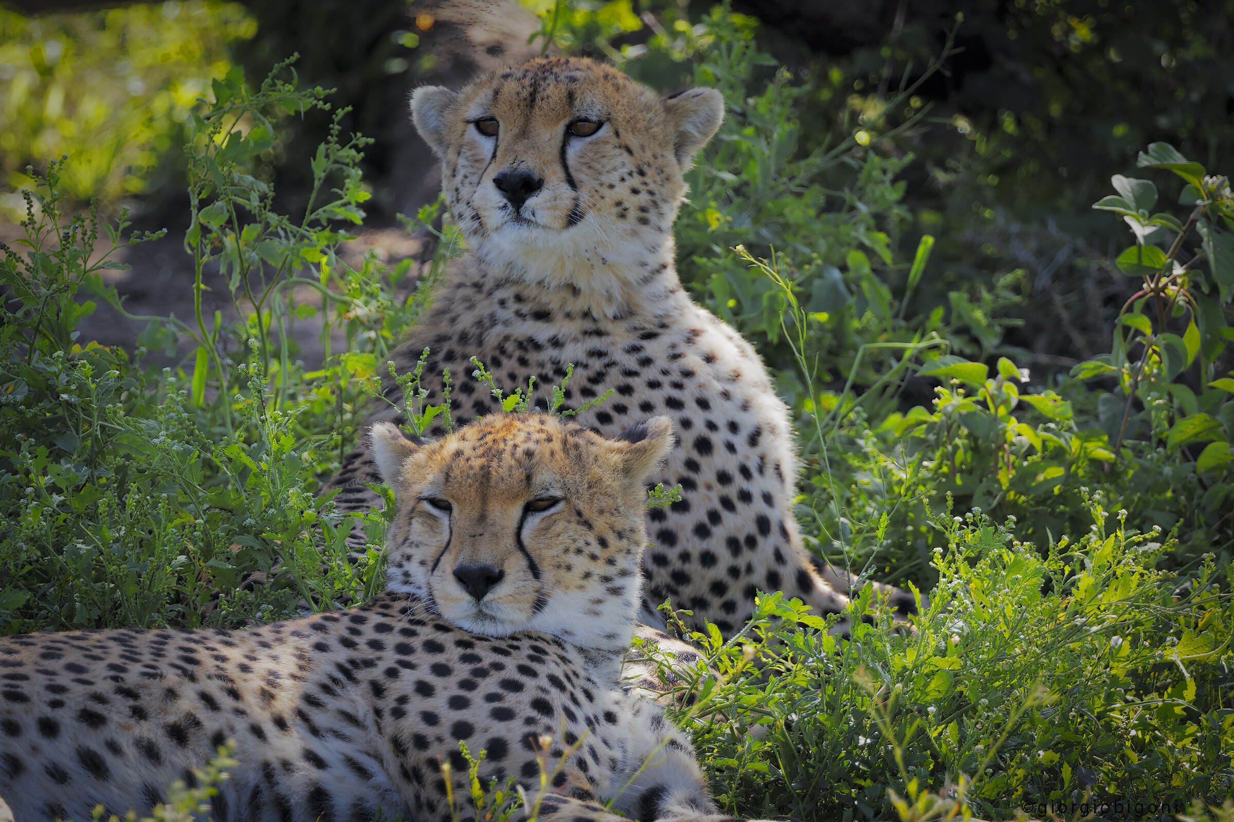 Cheetahs