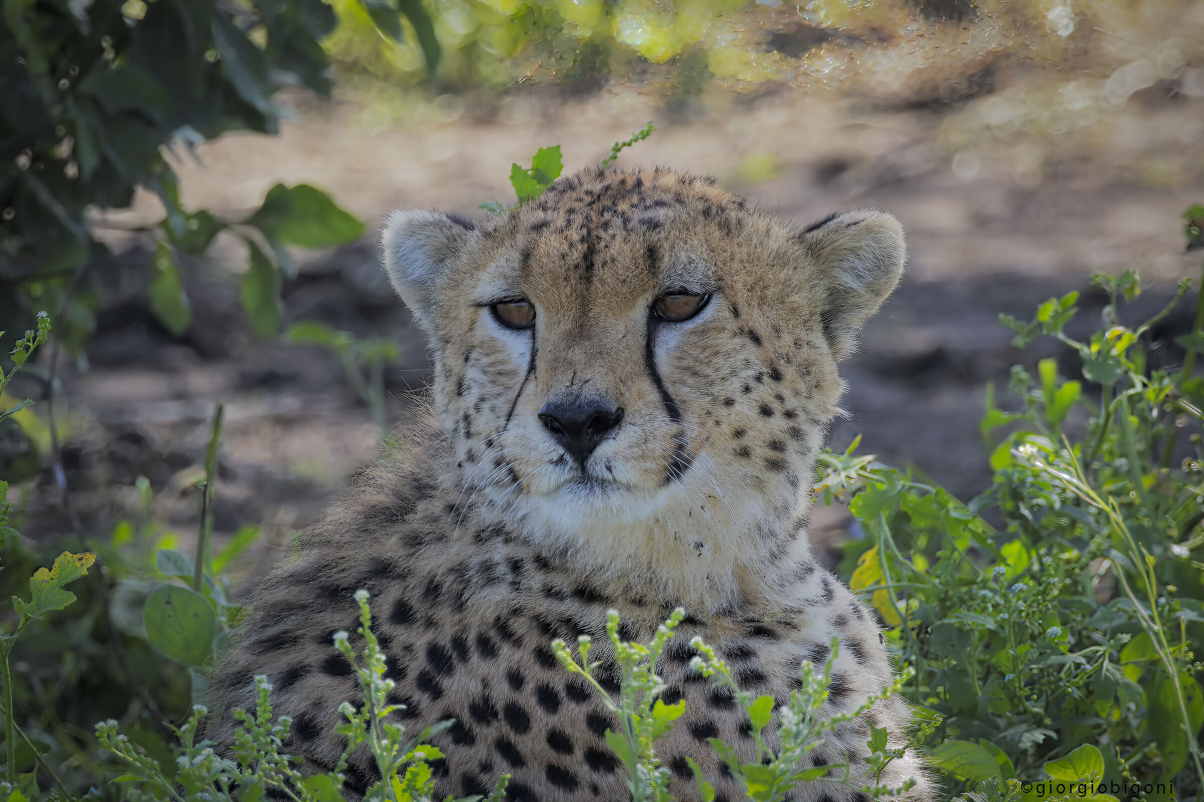 Cheetah