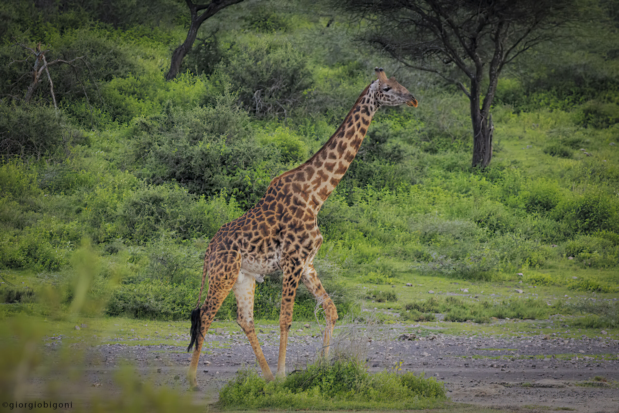 Giraffe