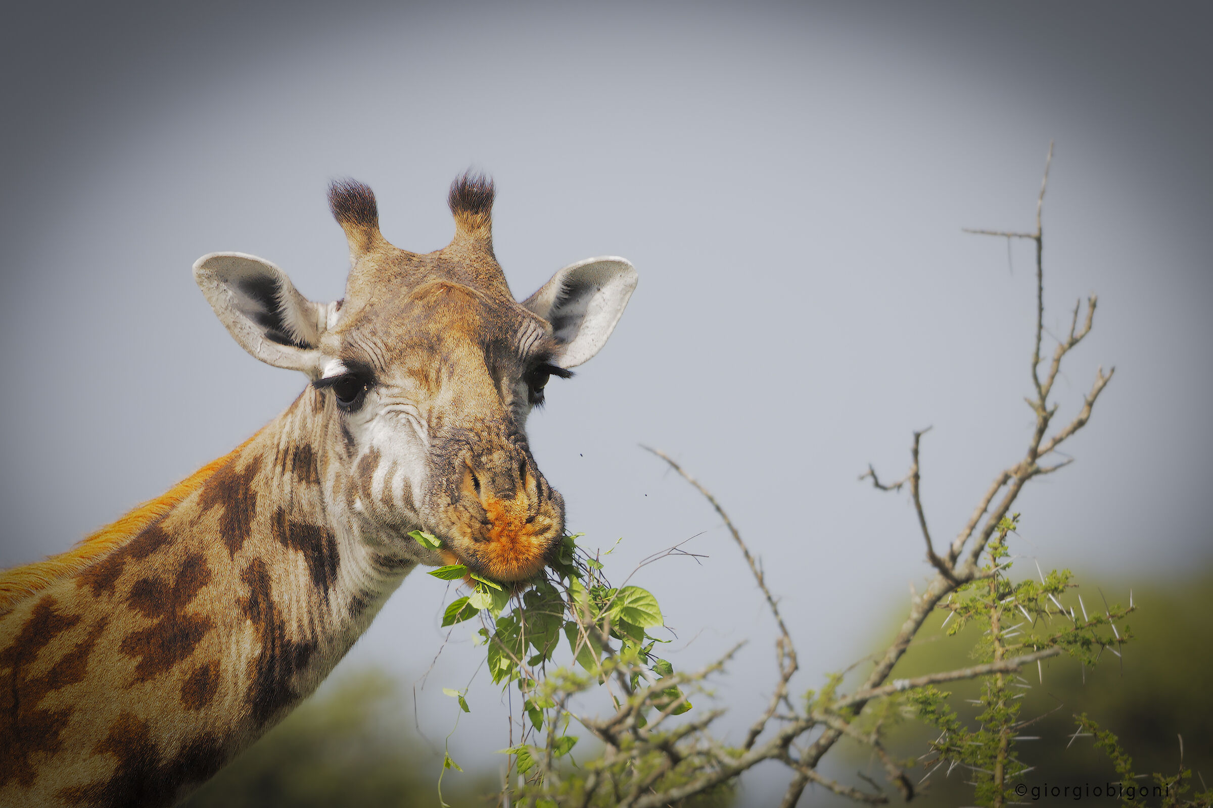 Giraffe