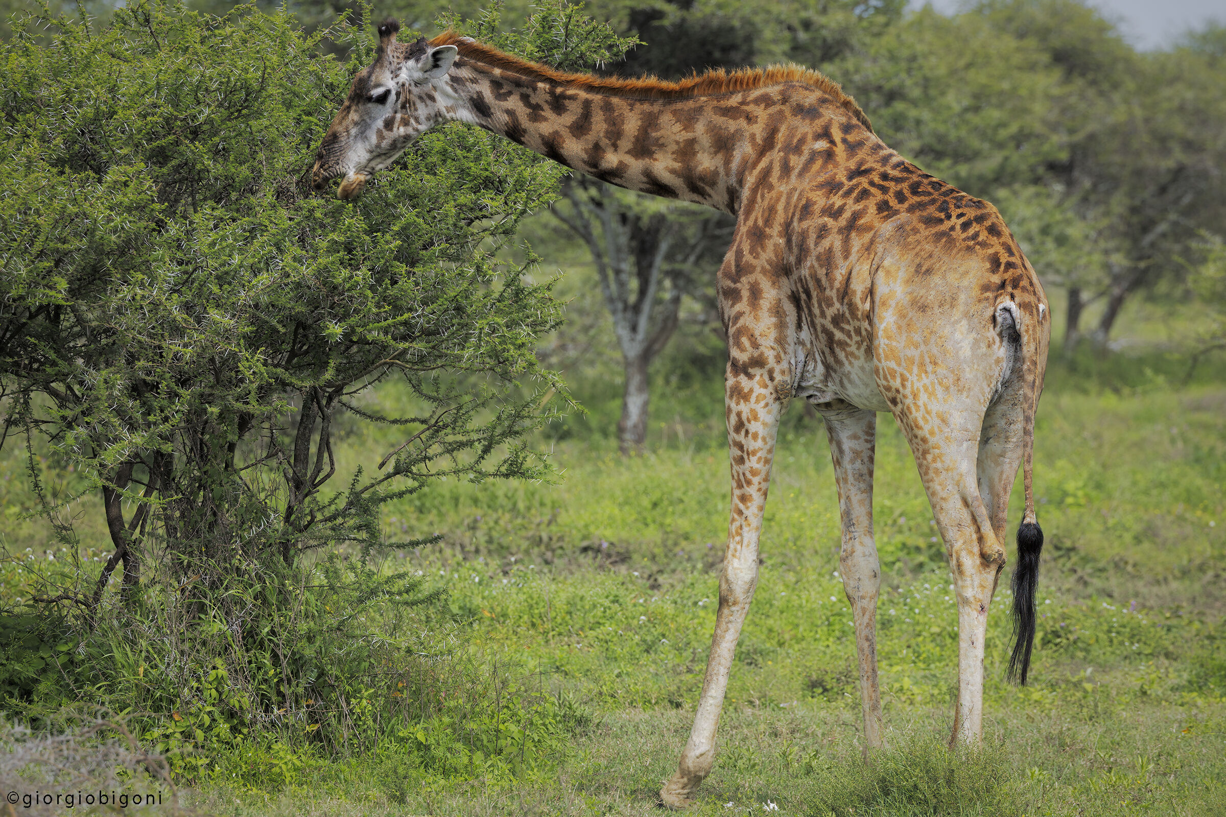 Giraffe