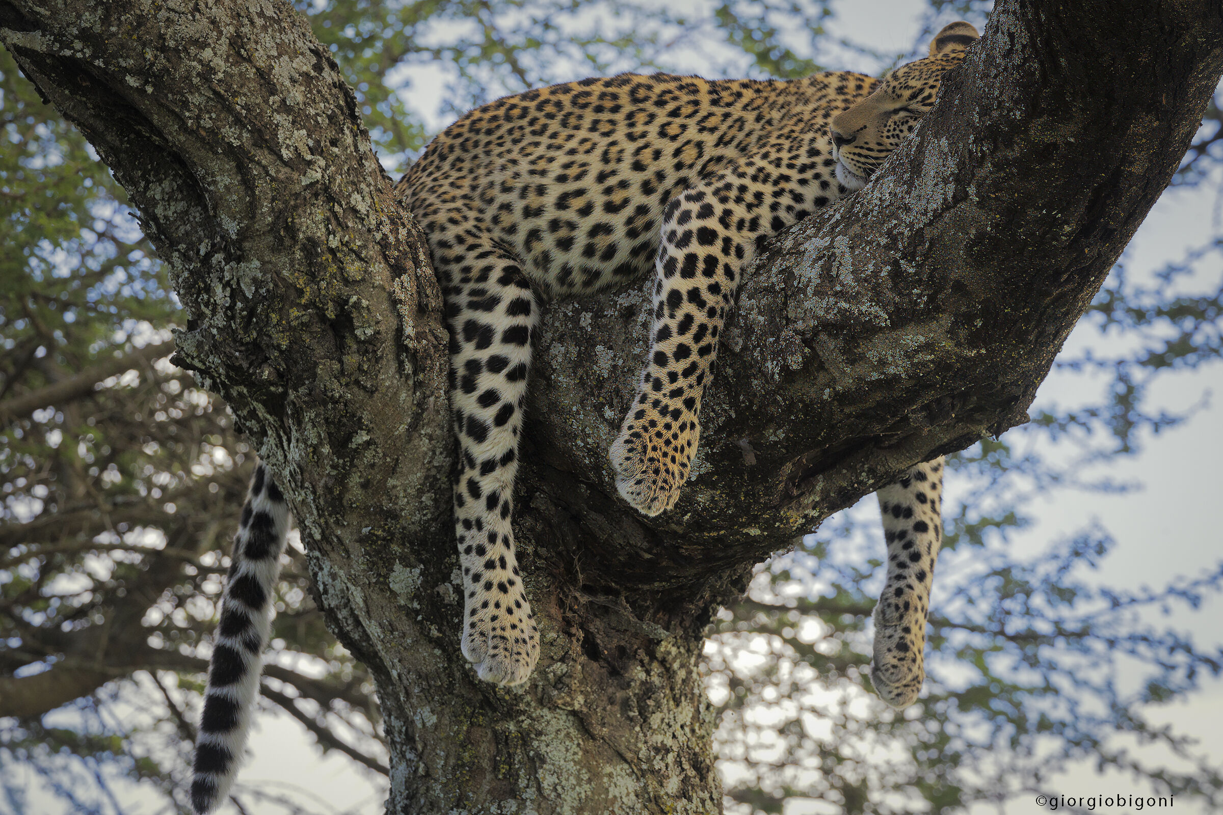 Leopard