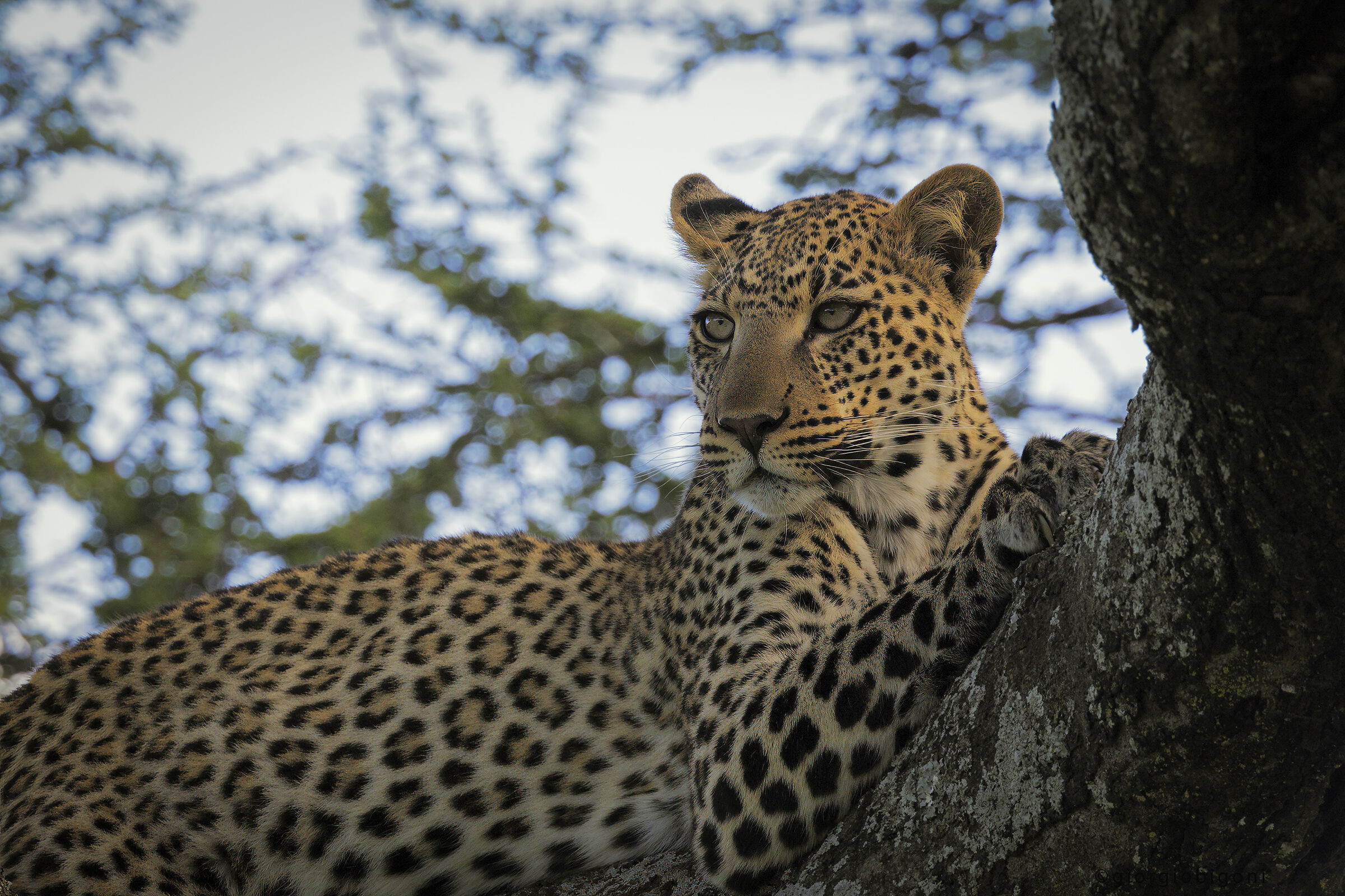 Leopard