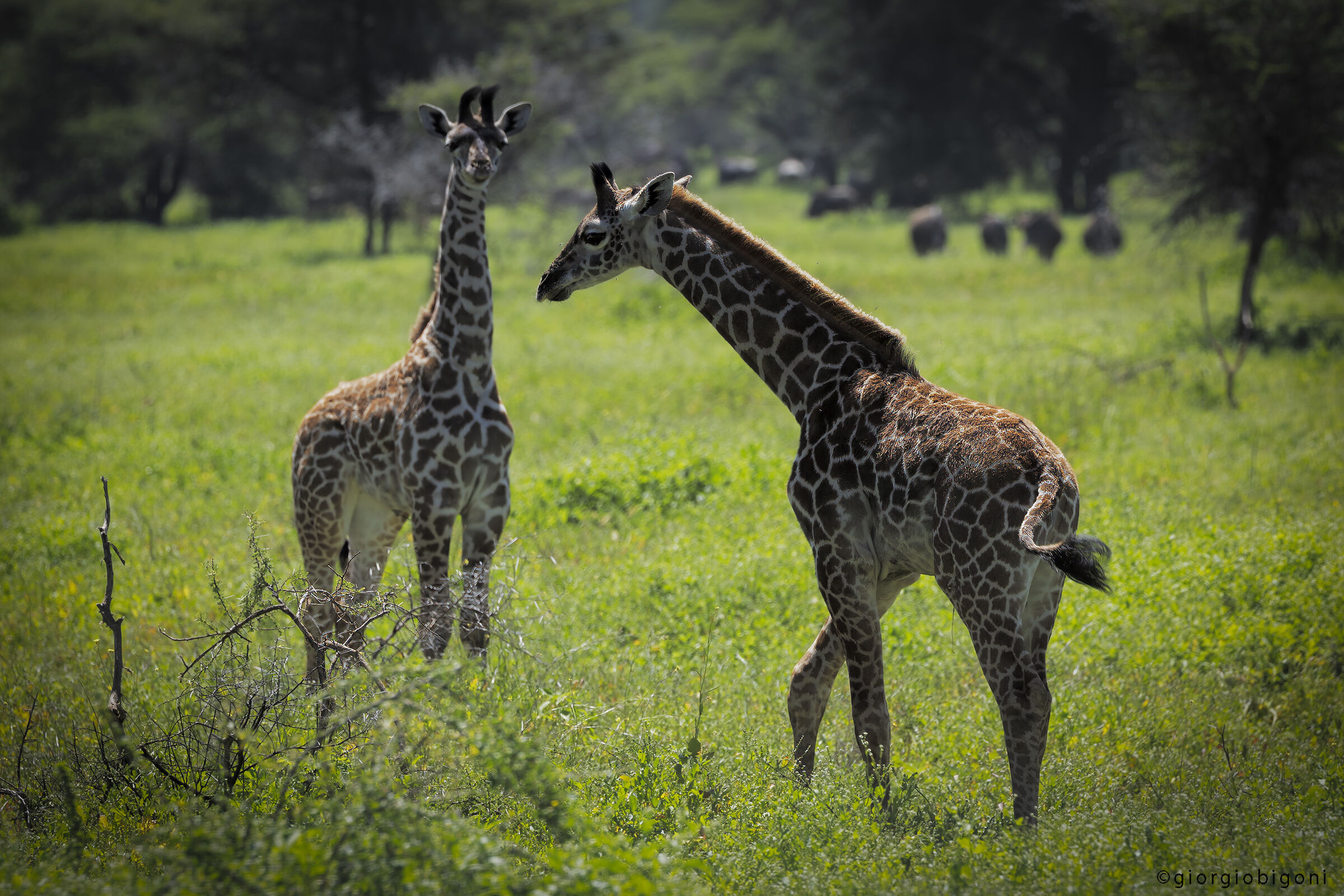 Giraffe