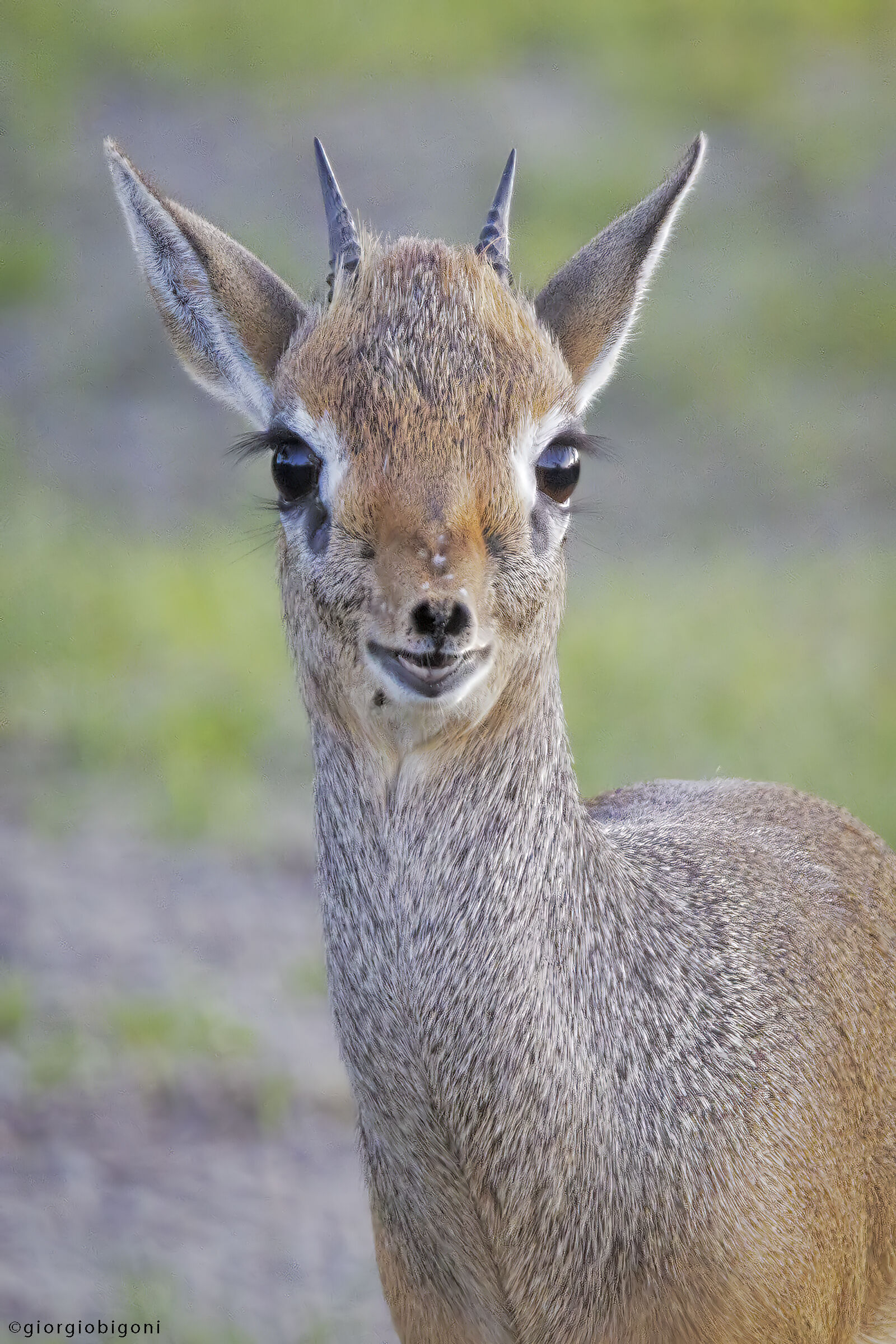 Madoqua Kirkii