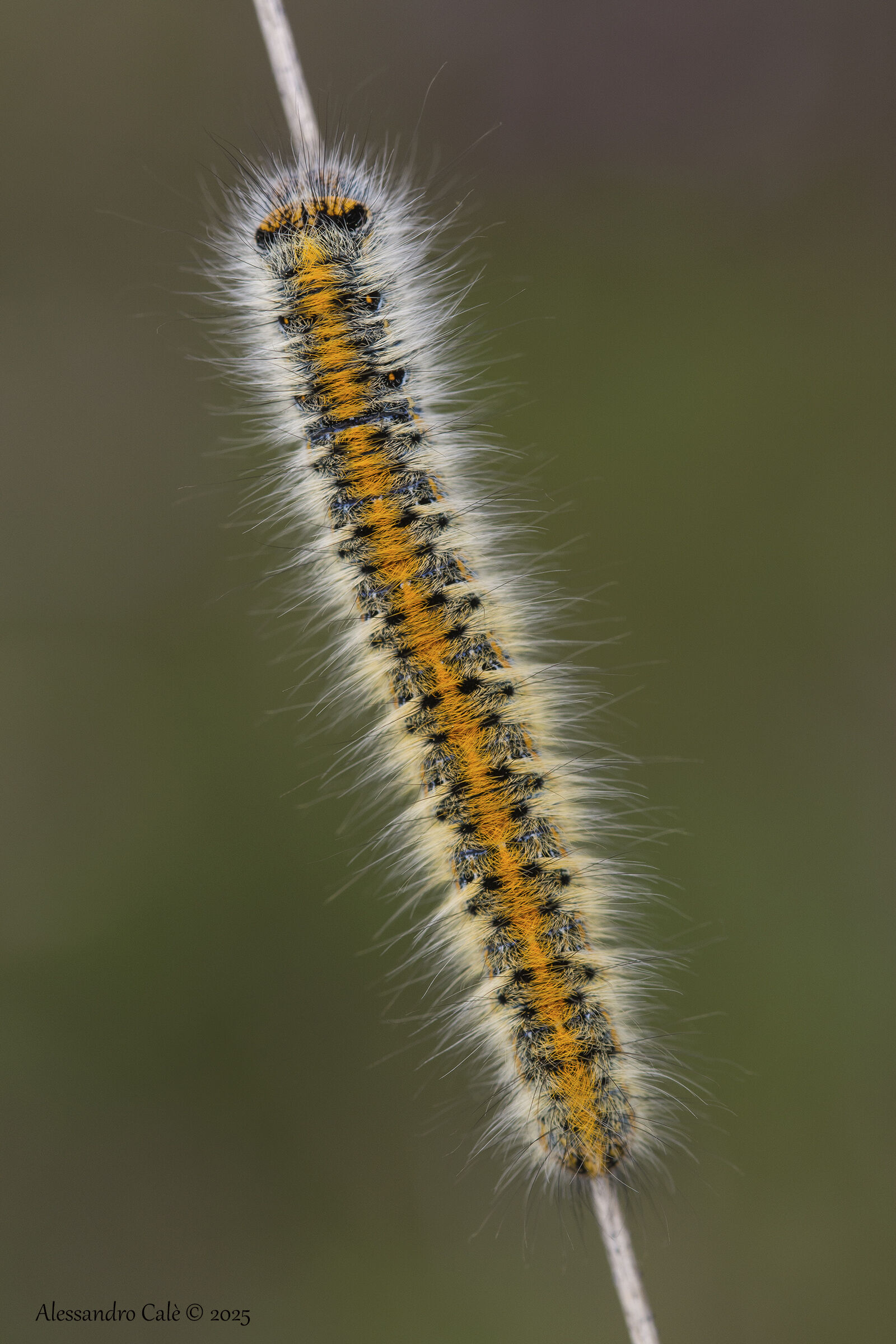 Lasiocampa trifolii 4057