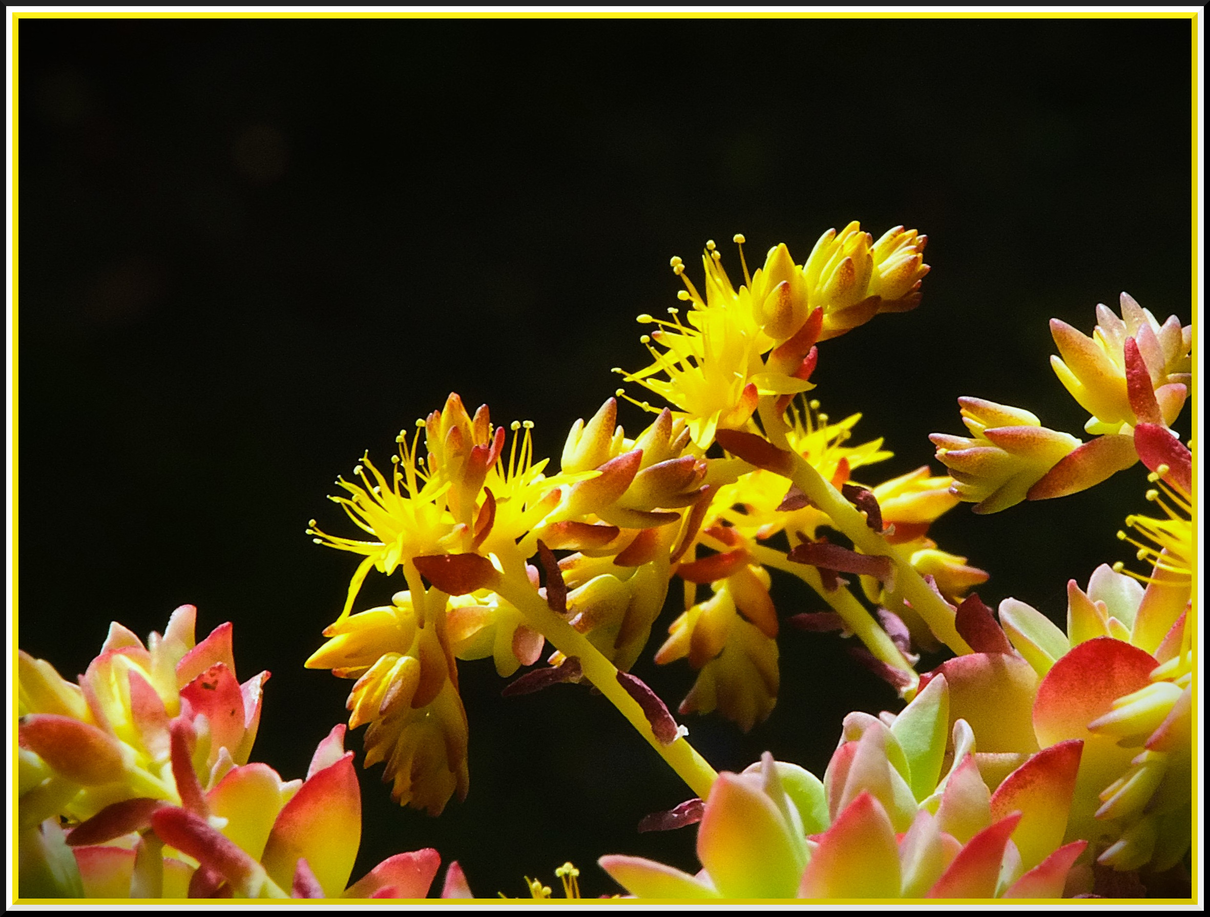 colors are joy