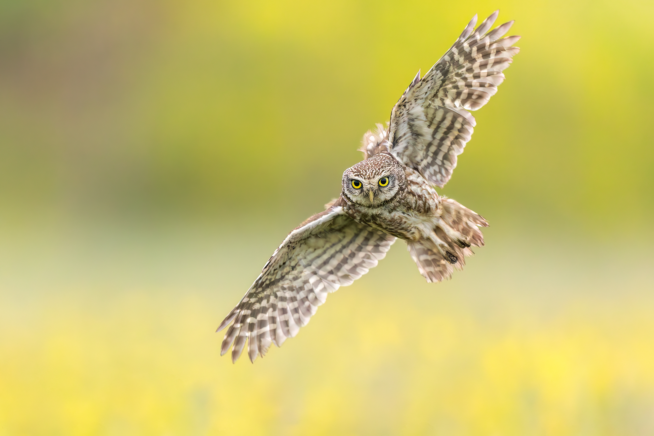 Owl