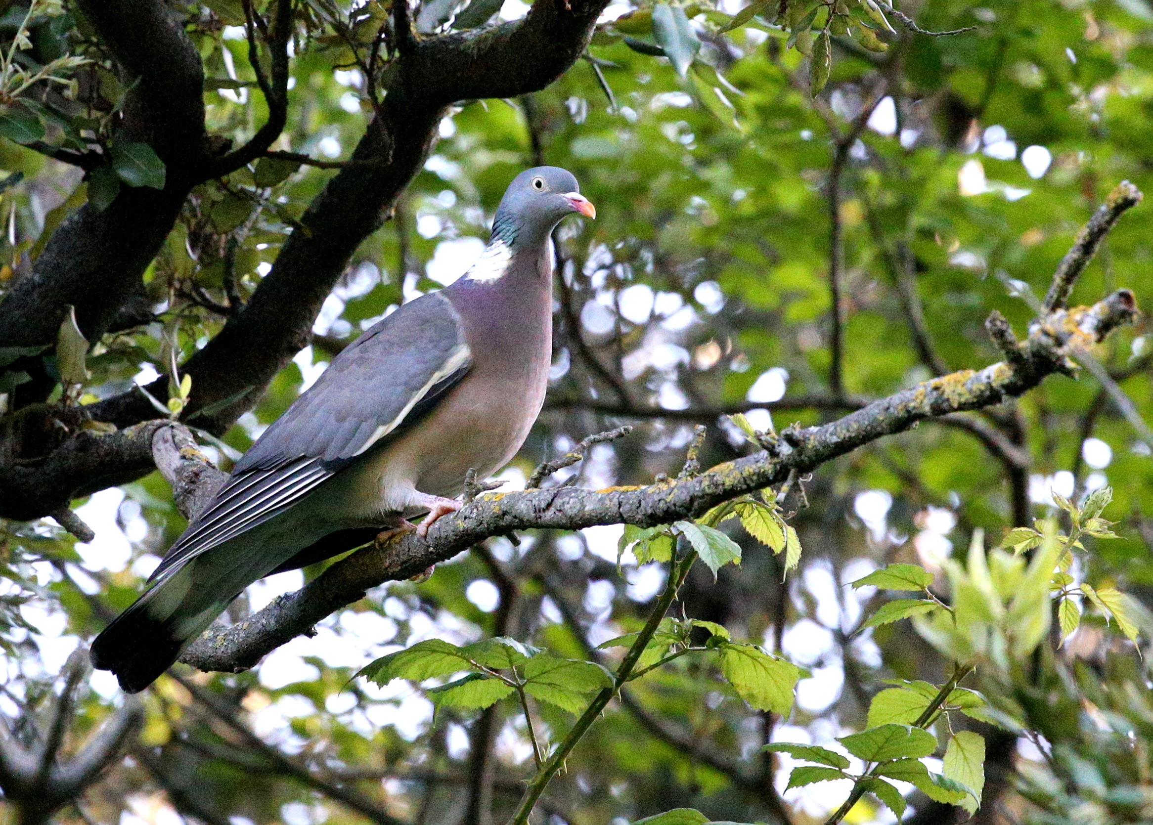 pigeon