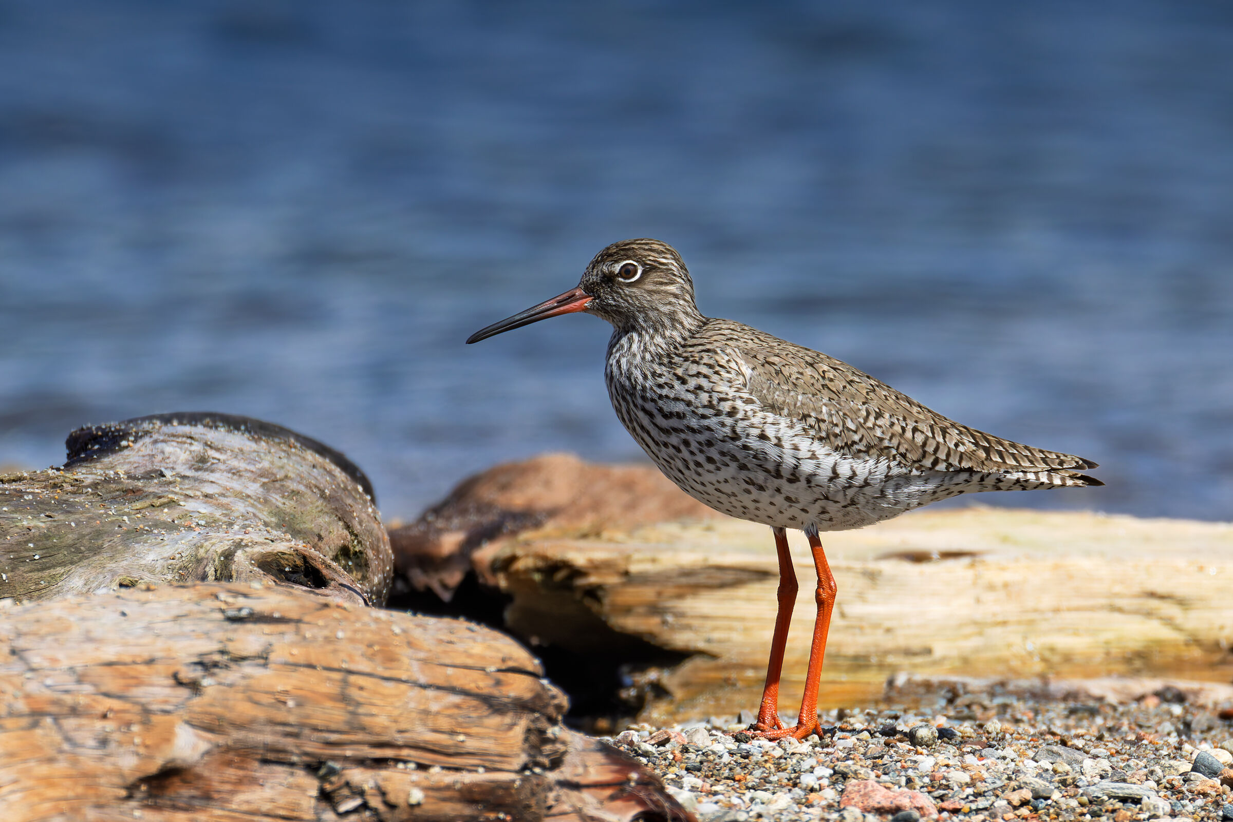 Redshank