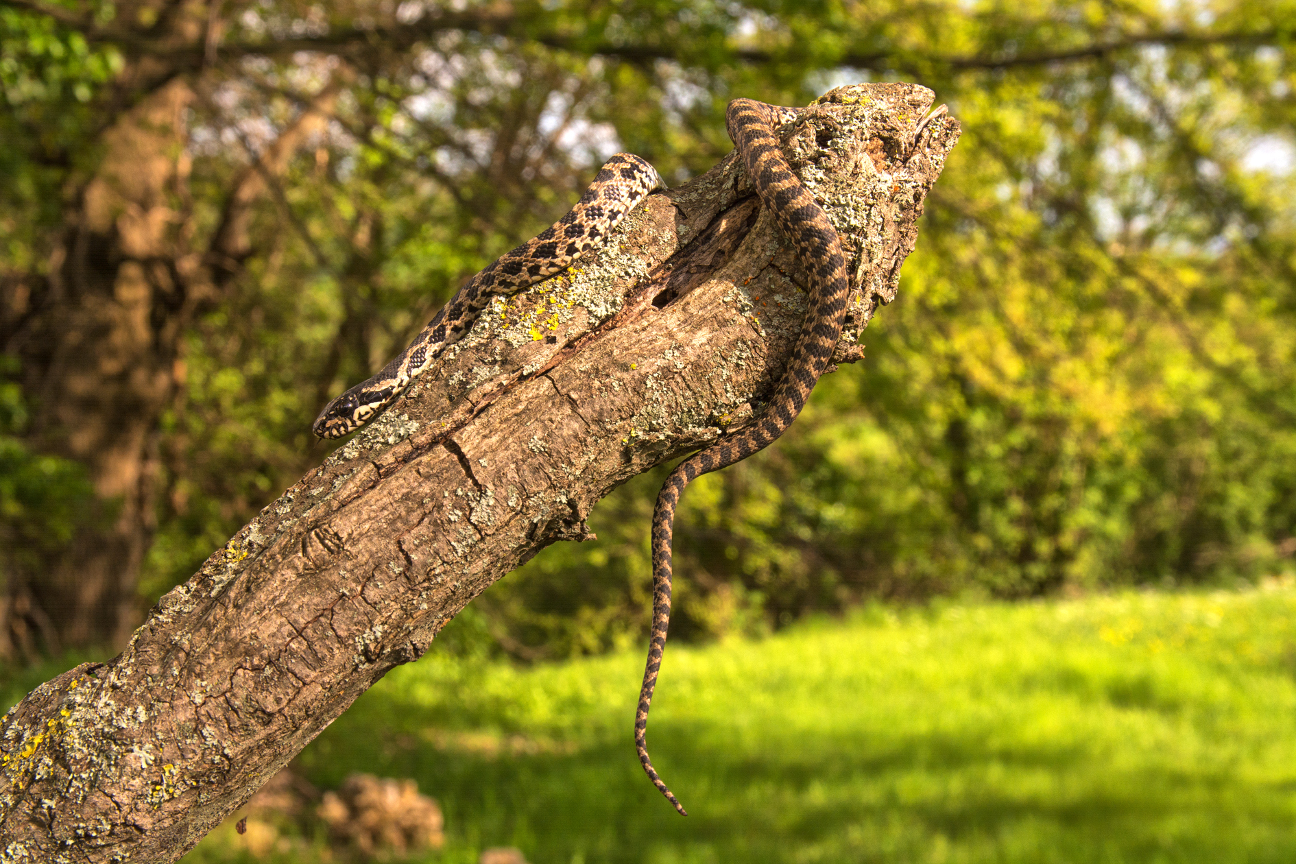 Young Elaphe quatuorlineata (1)