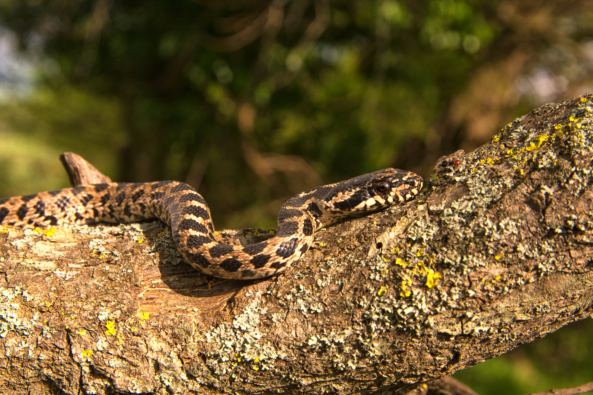 Young Elaphe quatuorlineata (2)