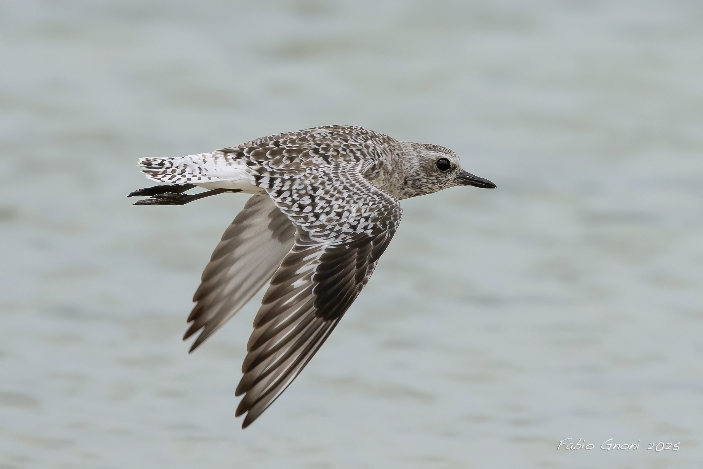 Plover in flight