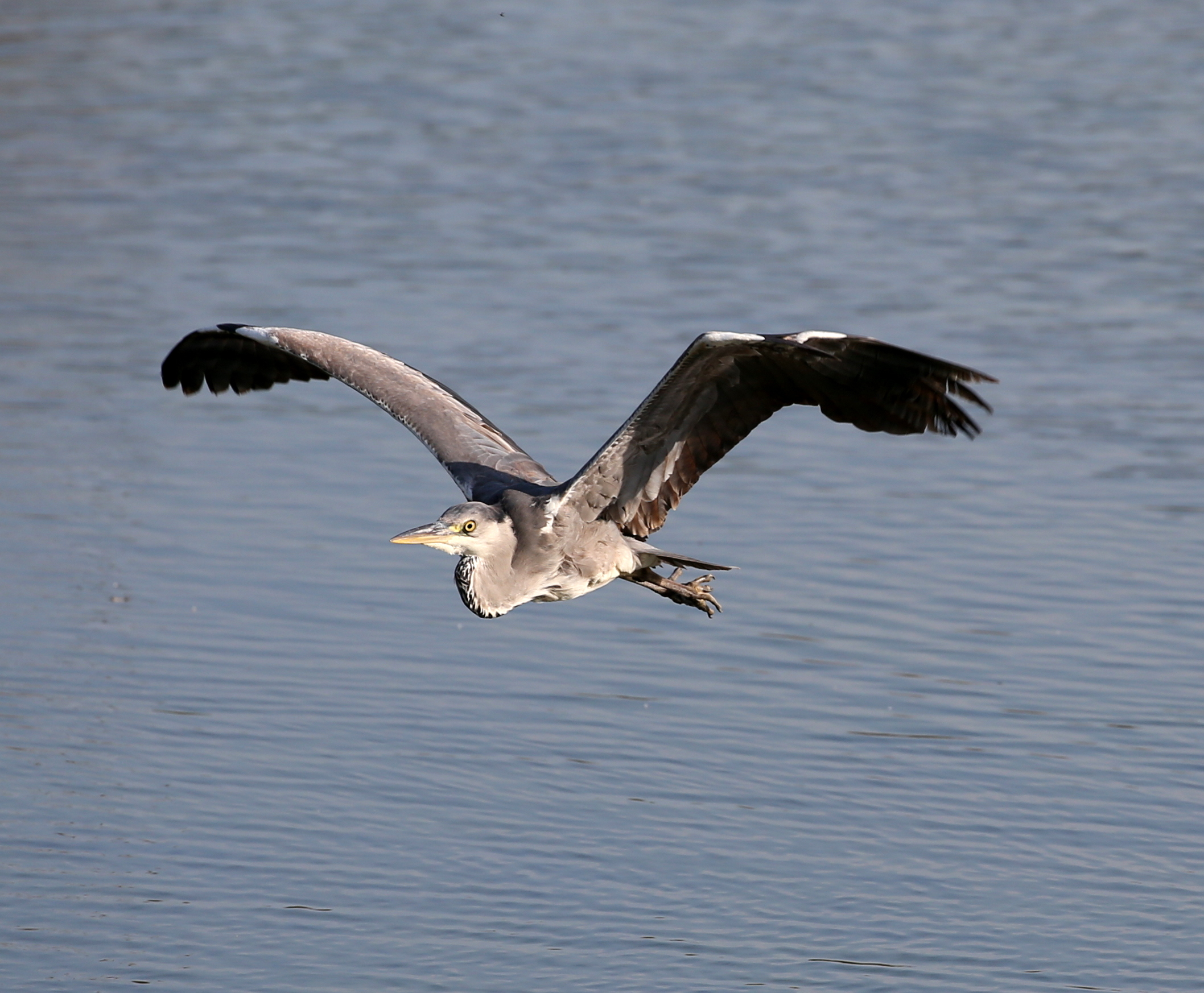 Grey heron