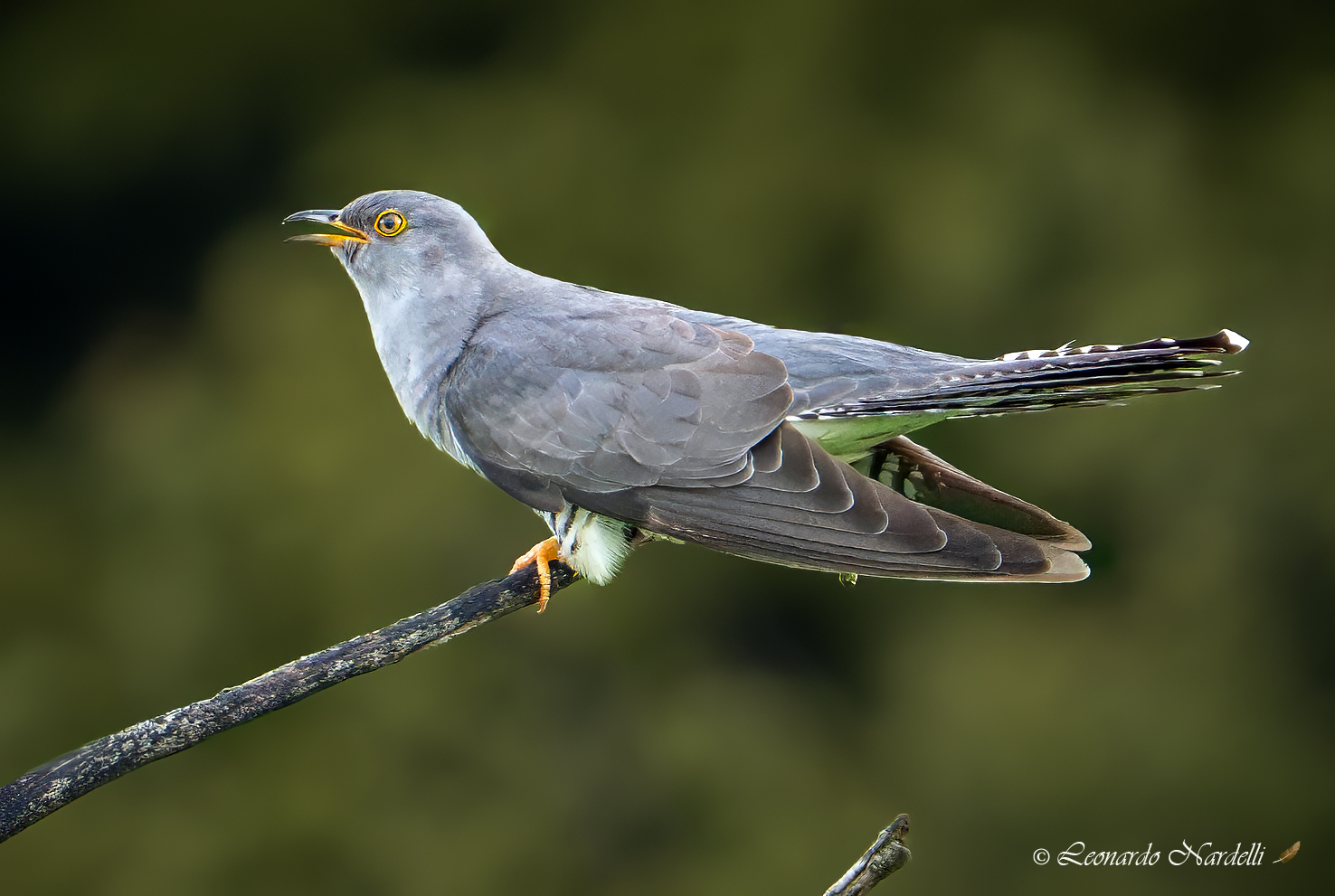Cuckoo (Cuculus canorus),