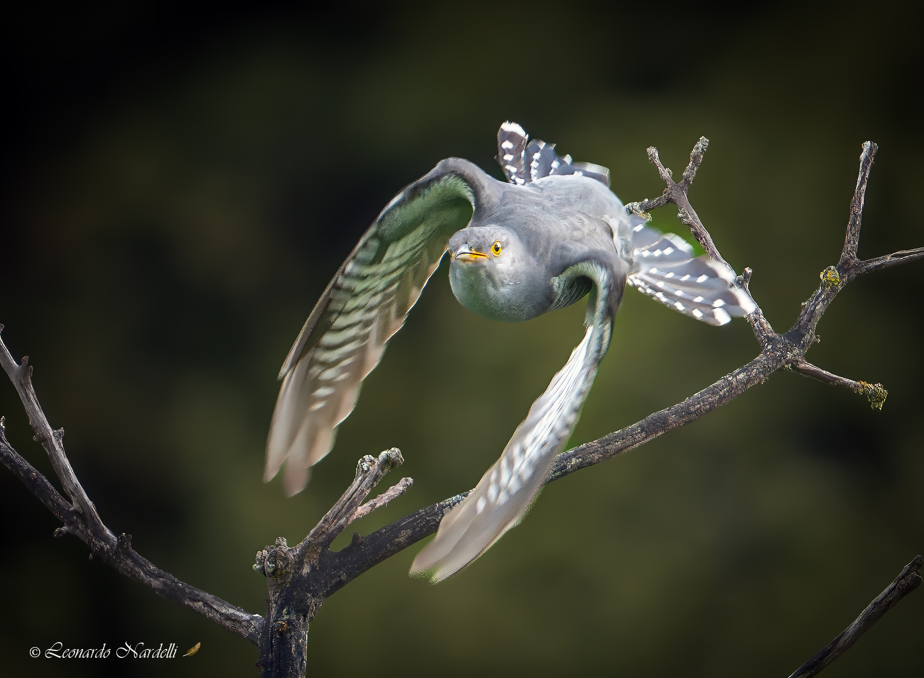 Cuckoo (Cuculus canorus),