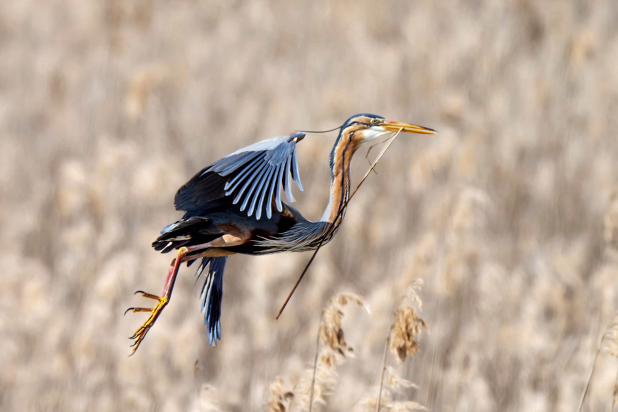 Purple heron towards the nest